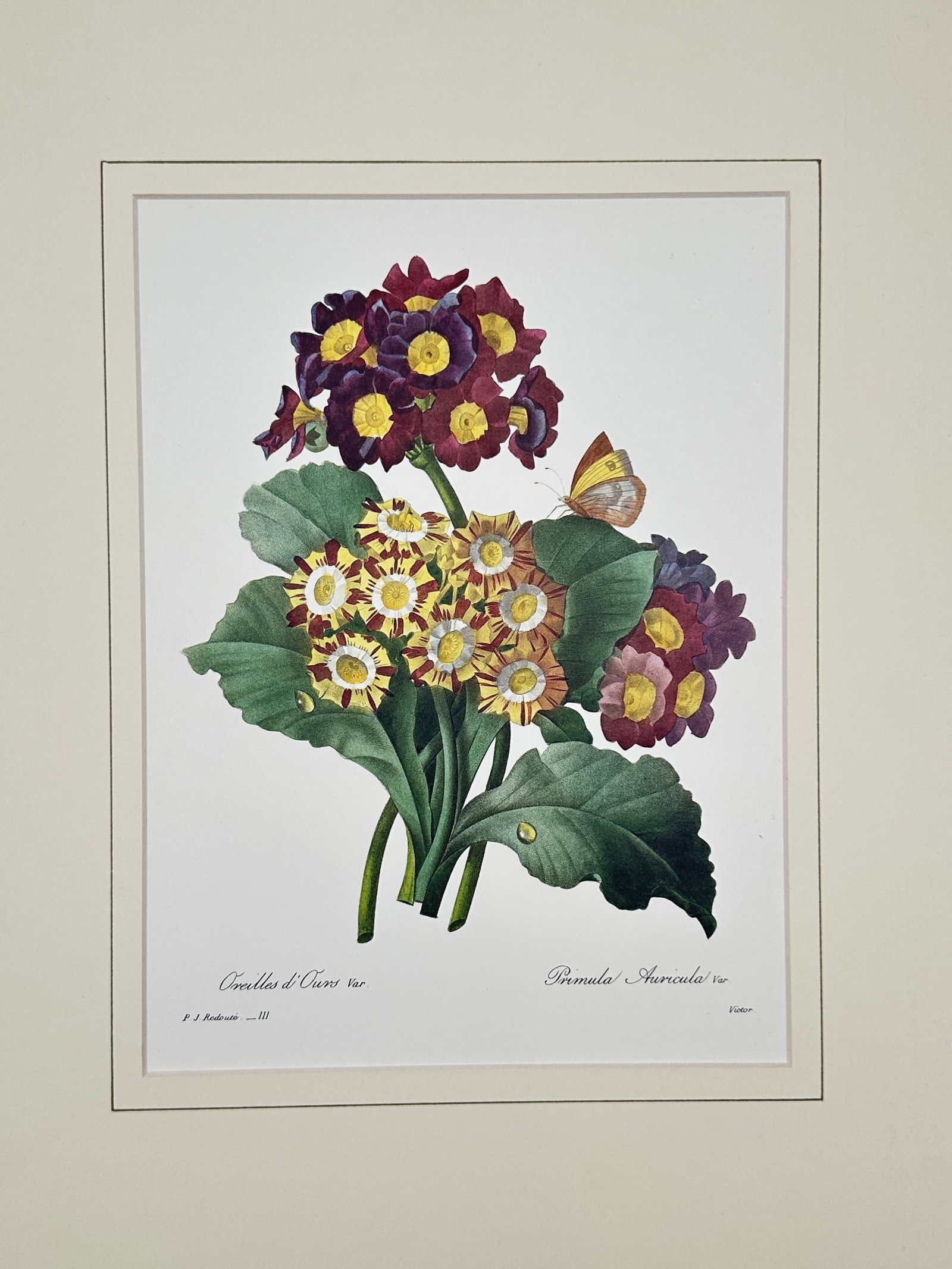 Pierre-Joseph Redouté (1759–1840), after – Auricula Primrose – Offset print (20th Century): This botanical illustration showcases several varieties of auricula primrose, featuring clusters of blooms in rich shades of purple, yellow, and striped patterns. The composition includes a small oran