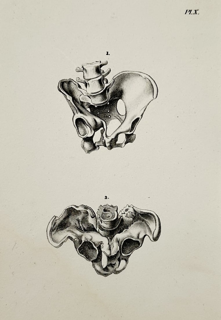 Nicolas Henri Jacob (1782–1871) – Skeletal Structures of the Human Pelvis – Illustration (1 of 2)