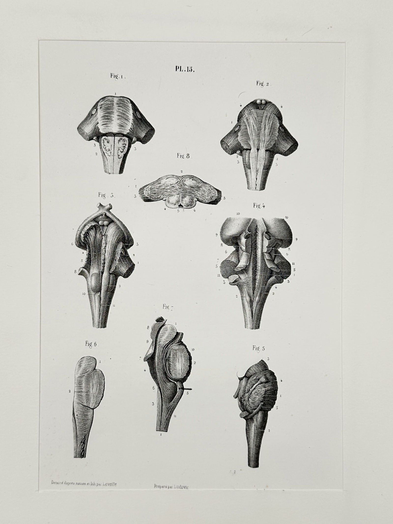 Jean-Baptiste Léveillé (1769–1829) – Structural Anatomy of the Brainstem – Illustration (1 of 2)