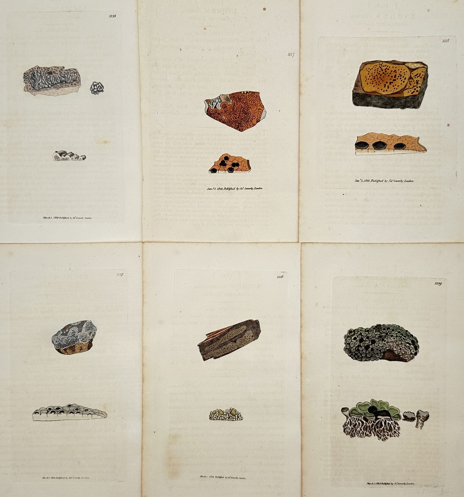 James Sowerby – Set of 6: Various species of lichen and fungi – Illustration (1790–1814) (1 of 2)