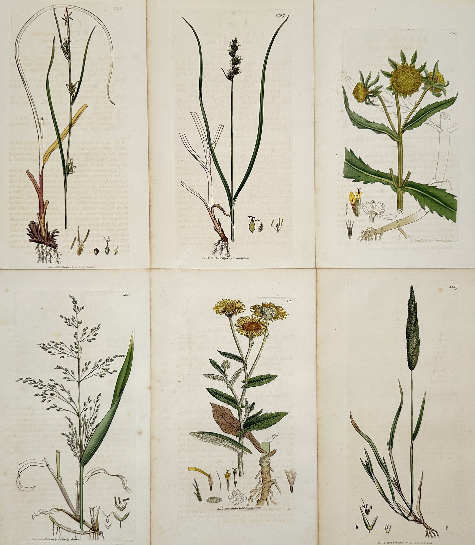 James Sowerby – Set of 6: Botanical Illustrations – Illustration (1790–1814): This set of six botanical illustrations documents various species of wild grasses and flowering plants native to Great Britain, including detailed studies of stalks, seed heads, and root systems. Each
