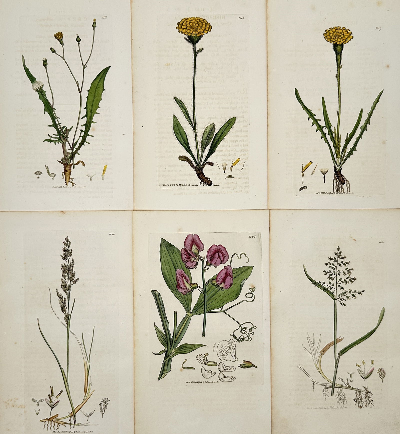 James Sowerby – Set of 6: Various British wildflowers – Illustration (1790–1814) (1 of 2)