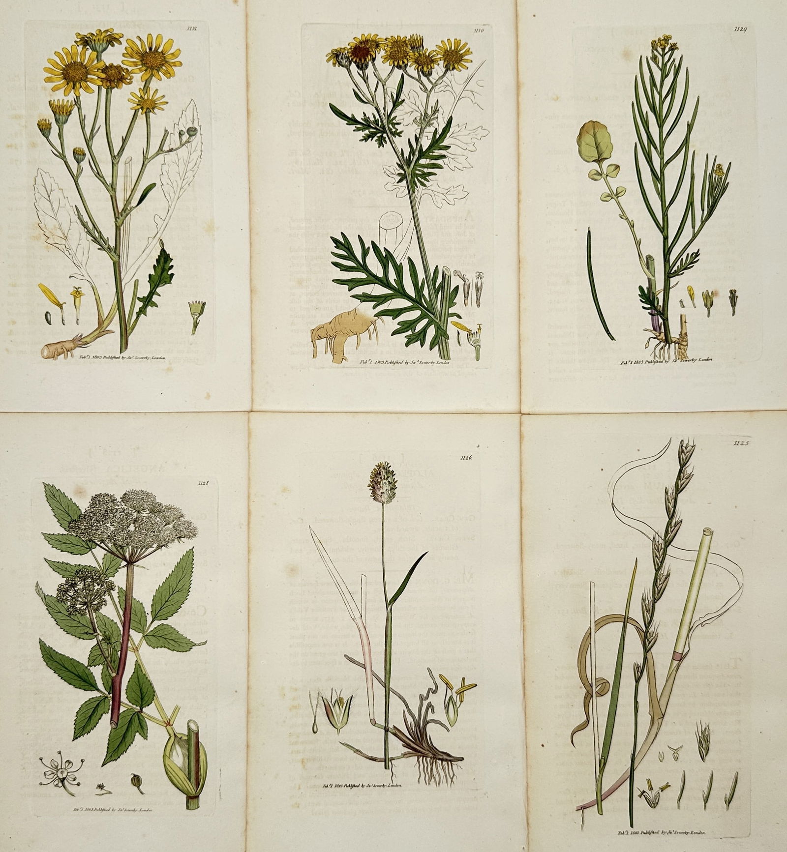 James Sowerby – Set of 6: Botanical Illustrations of English Wildflowers – Illustration (1 of 2)