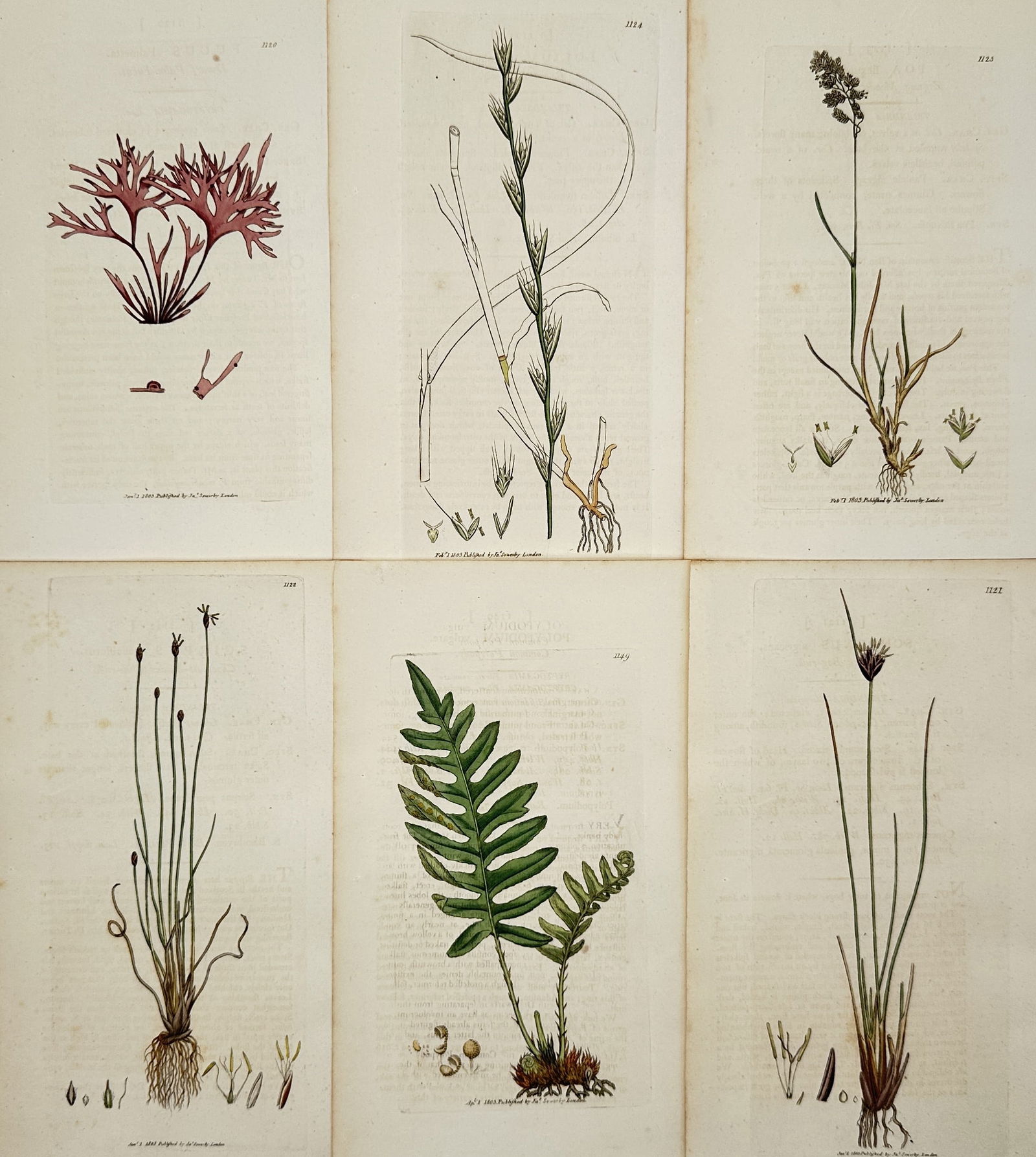 James Sowerby – Set of 6: Botanical Illustrations of Native British Flora – Illustration (1 of 2)