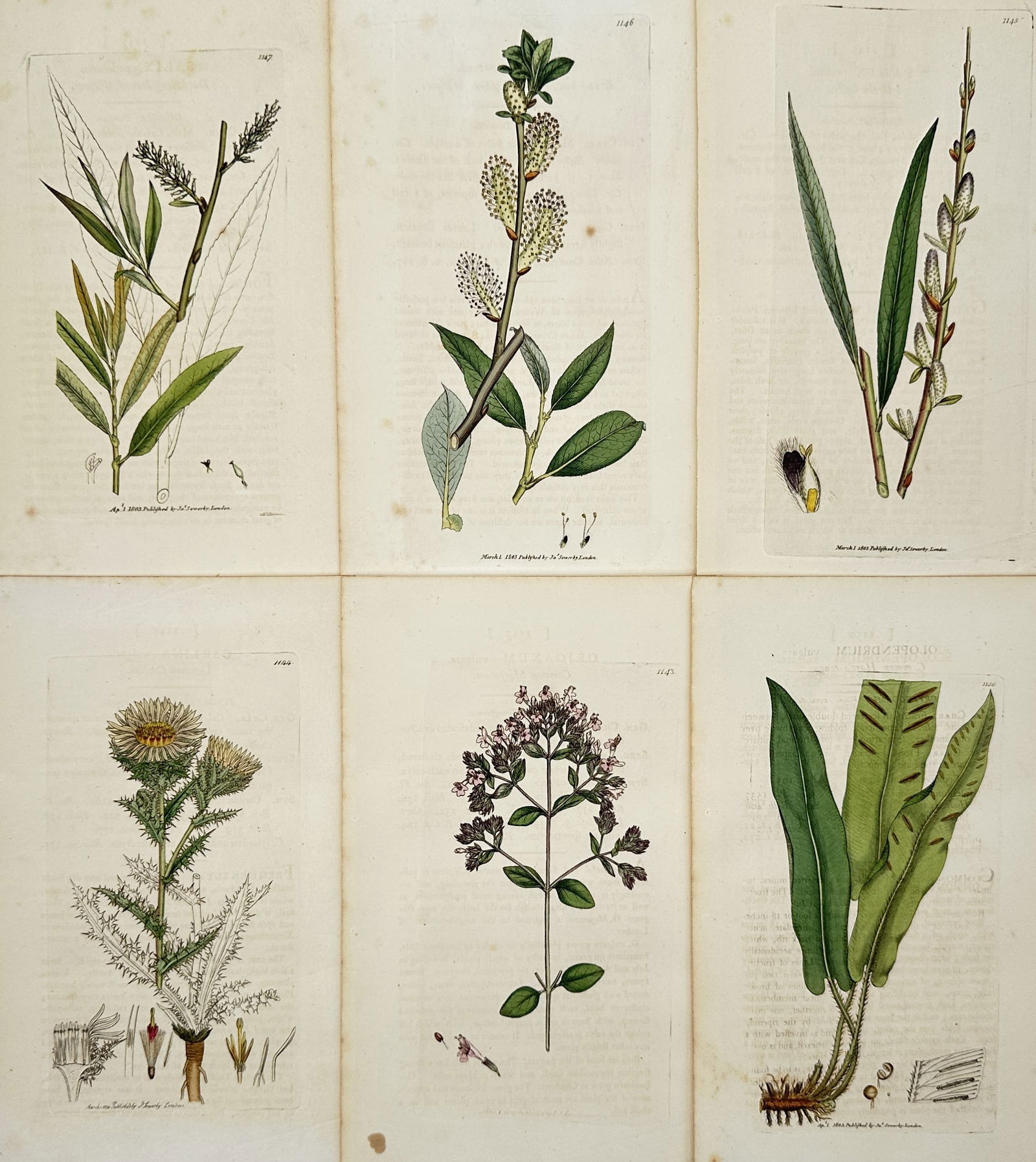 James Sowerby – Set of 6: Botanical Illustrations of English Willow and Thistle – Illustration (1 of 2)