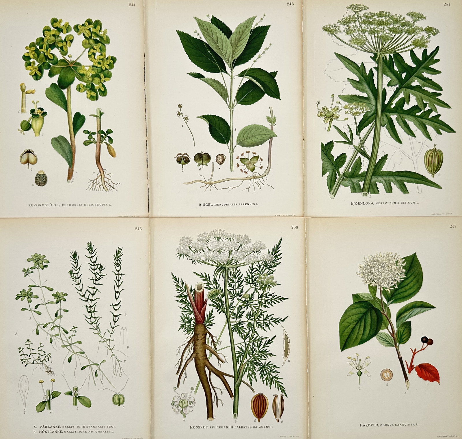 Carl Lindman – Set of 6: Botanical Illustrations of Nordic Flora – Illustration (1901–1905): This set of six botanical illustrations documents various species of Nordic flora, including yellow-flowering spurges, several large white umbellifers with detailed root systems, and a study of dogwoo