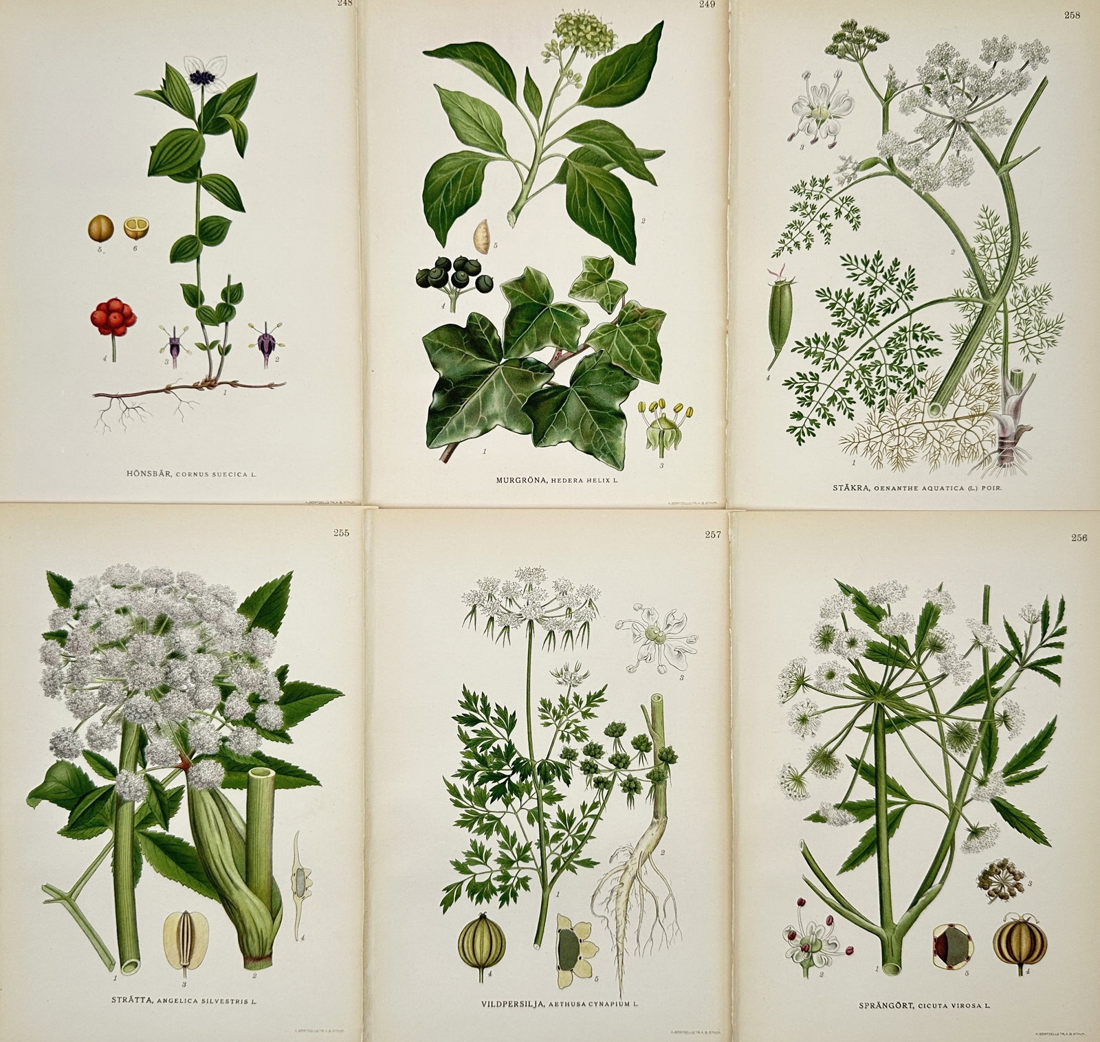 Carl Lindman – Set of 6: Botanical Illustrations of Nordic Meadow Flora – Illustration: This set of six botanical illustrations documents various species of Nordic meadow flora, including a study of bunchberry with its white flowers and red fruit, a detailed ivy branch with dark berries,