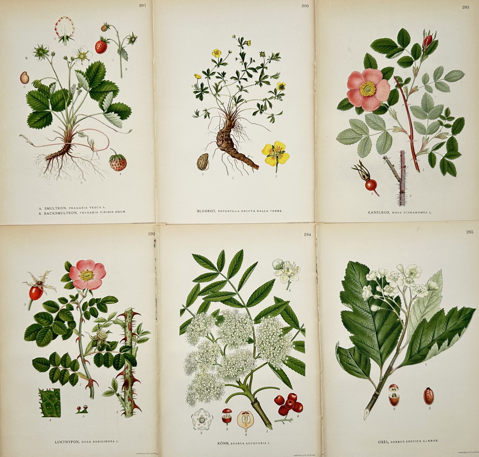 Carl Lindman – Set of 6: Botanical Illustrations of Nordic Fruit and Berries – Illustration: This set of six botanical illustrations documents various fruit-bearing plants of the Nordic region, including studies of wild strawberries with their delicate runners, a yellow-flowering cinquefoil w