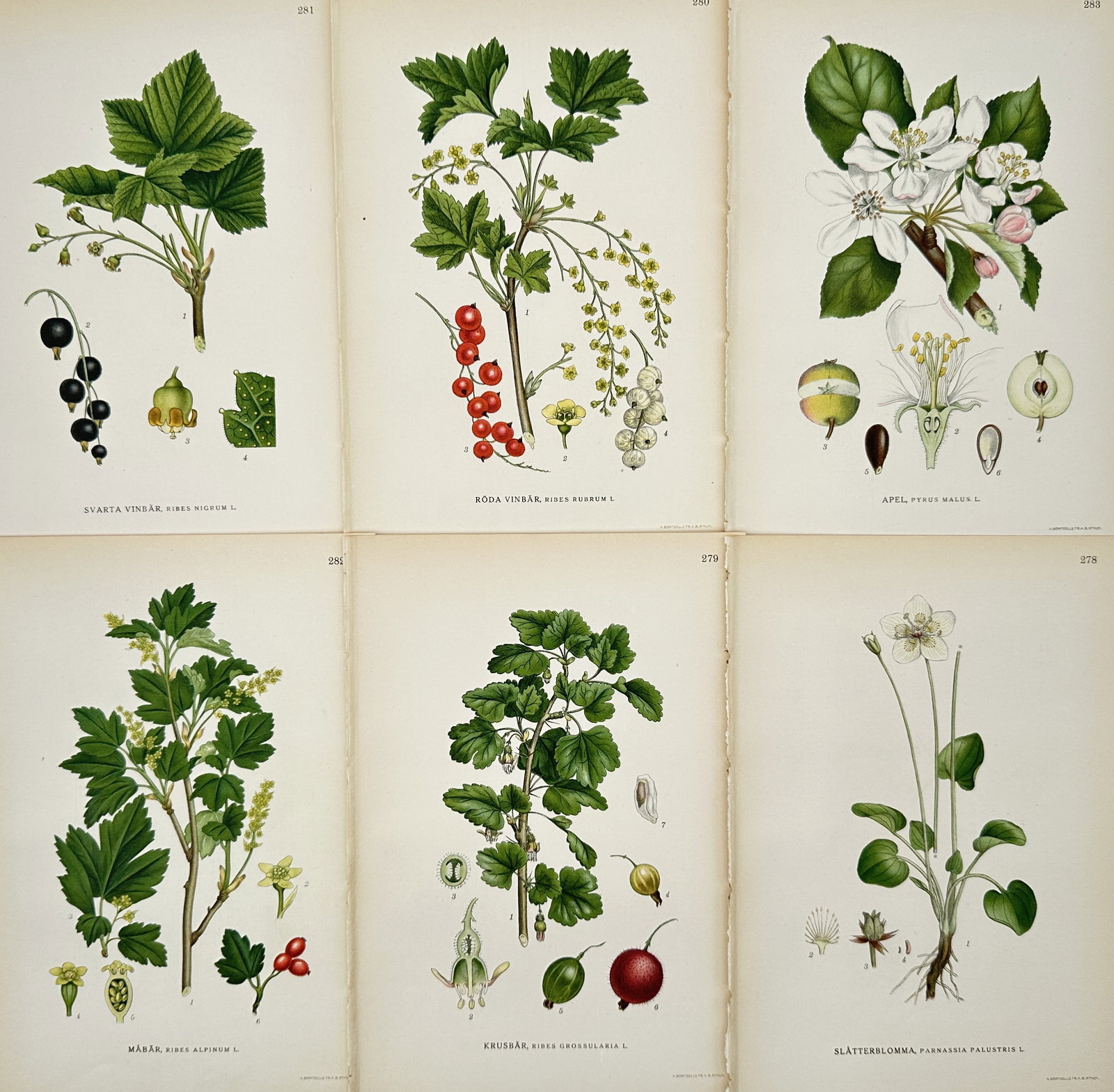Carl Lindman – Set of 6: Botanical Illustrations of Nordic Garden and Wild Fruit – Illustration: This set of six botanical illustrations documents various fruit-bearing plants common to the Nordic region, including studies of blackcurrants and redcurrants in both flowering and fruiting stages, an