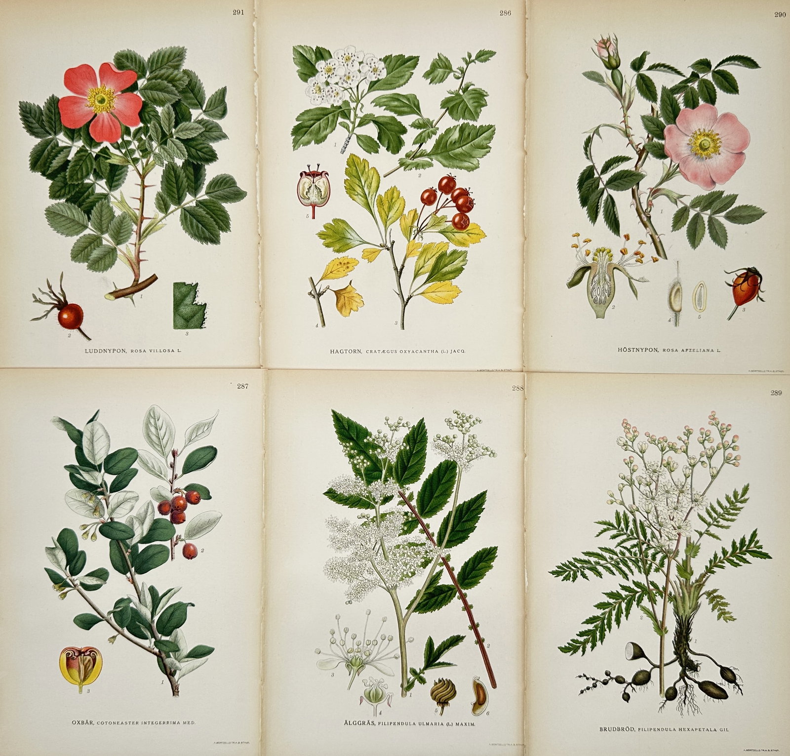 Carl Lindman – Set of 6: Nordic Meadow and Forest Flora – Illustration - 1901–1905: This set of six botanical illustrations documents a diverse array of Nordic flora, including flowering roses in shades of pink and red, a detailed study of rowan blossoms and berries, and various mead