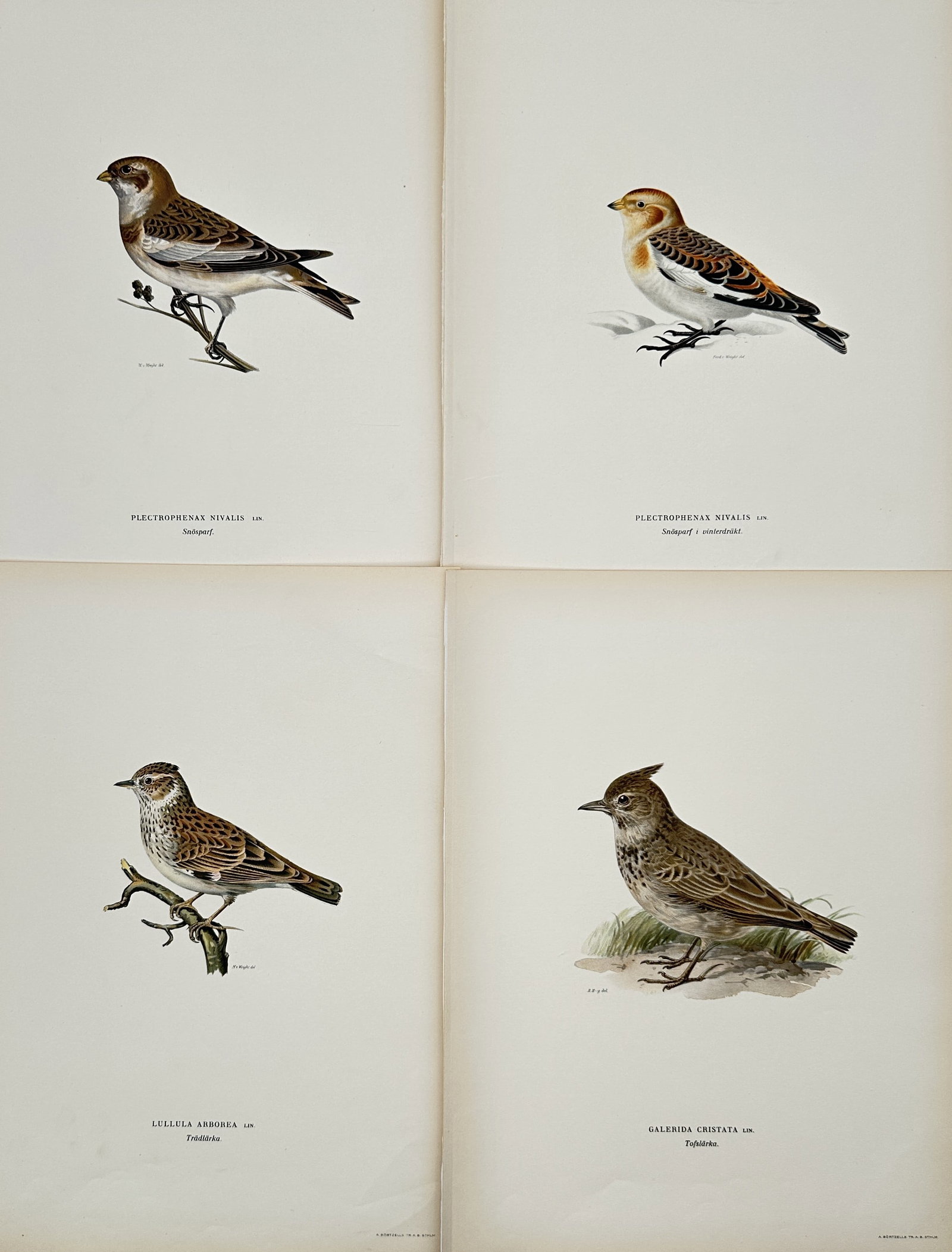 Wilhelm von Wright (1810–1887) – Set of 4: Ornithological Studies of Nordic Birds –: This set of four ornithological illustrations depicts various bird species native to the Nordic region, including snow buntings in different plumage stages, a woodlark, and a crested lark. Each bird i