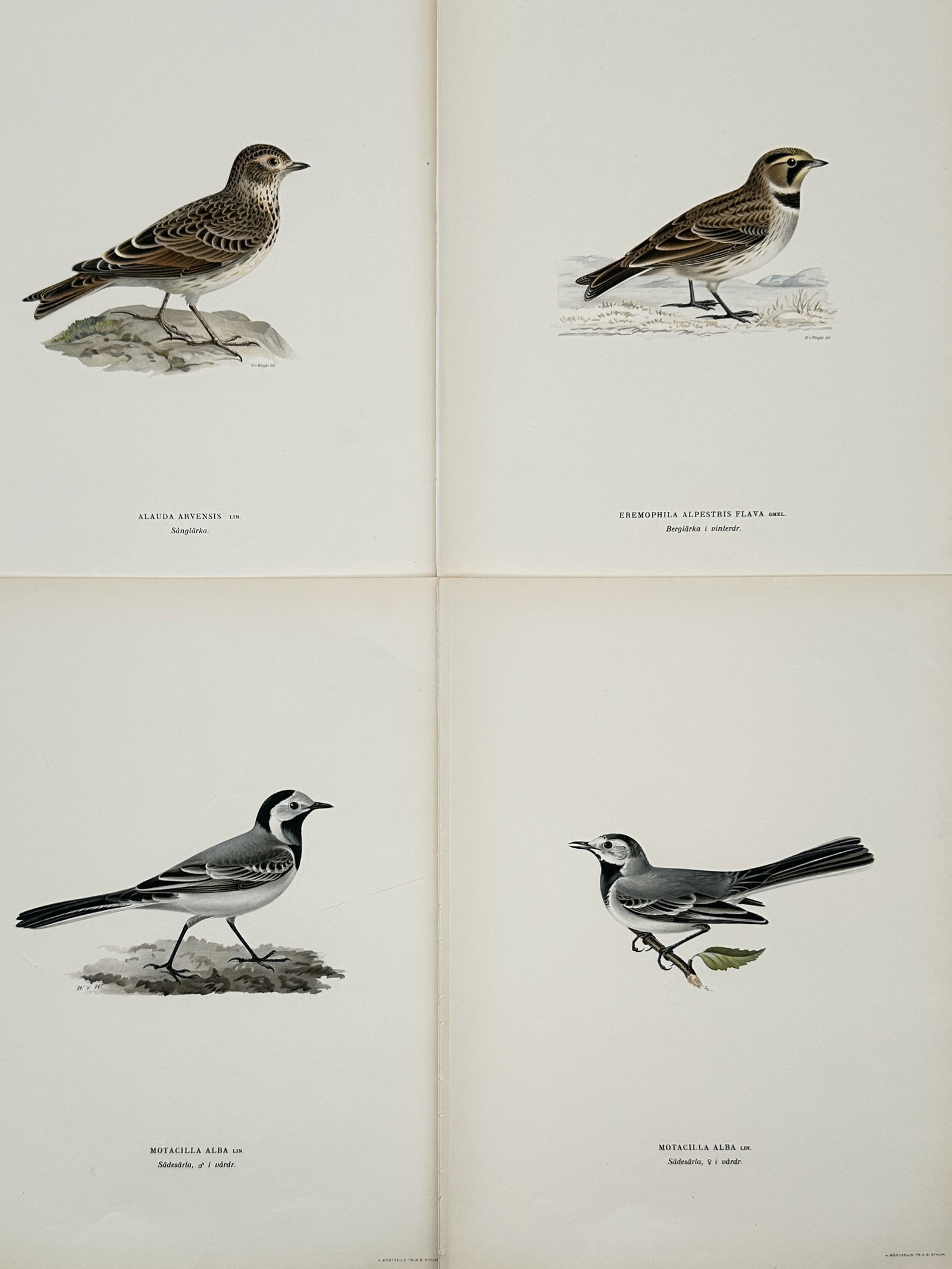 Wilhelm von Wright (1810–1887) – Set of 4: Ornithological Studies of Nordic Larks and Wagtails (1 of 2)