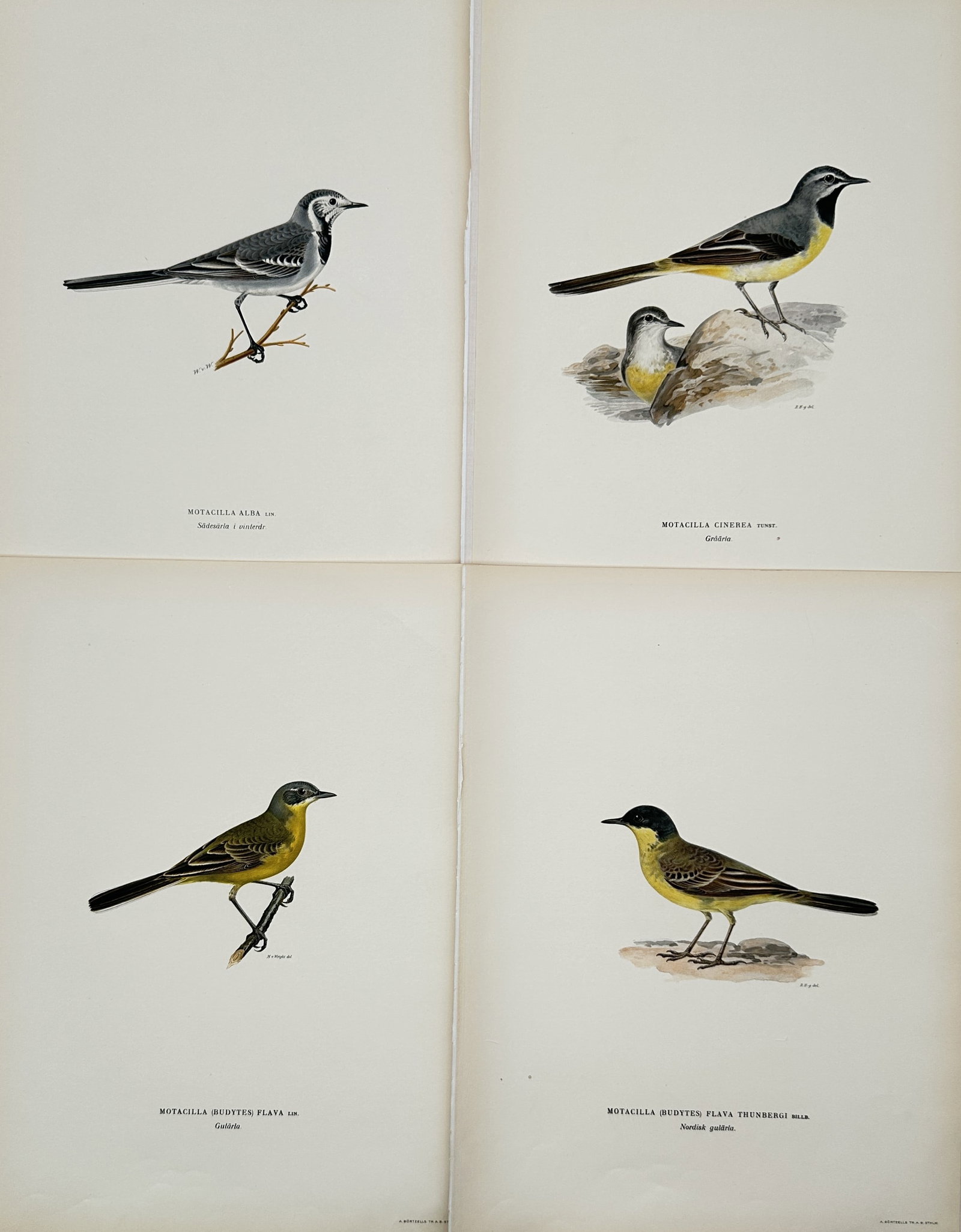 Wilhelm von Wright (1810–1887) – Set of 4: Ornithological Studies of Nordic Wagtails: This set of four ornithological illustrations features several subspecies of wagtails native to the Nordic region, including the white wagtail and various forms of the yellow wagtail. Each bird is dep