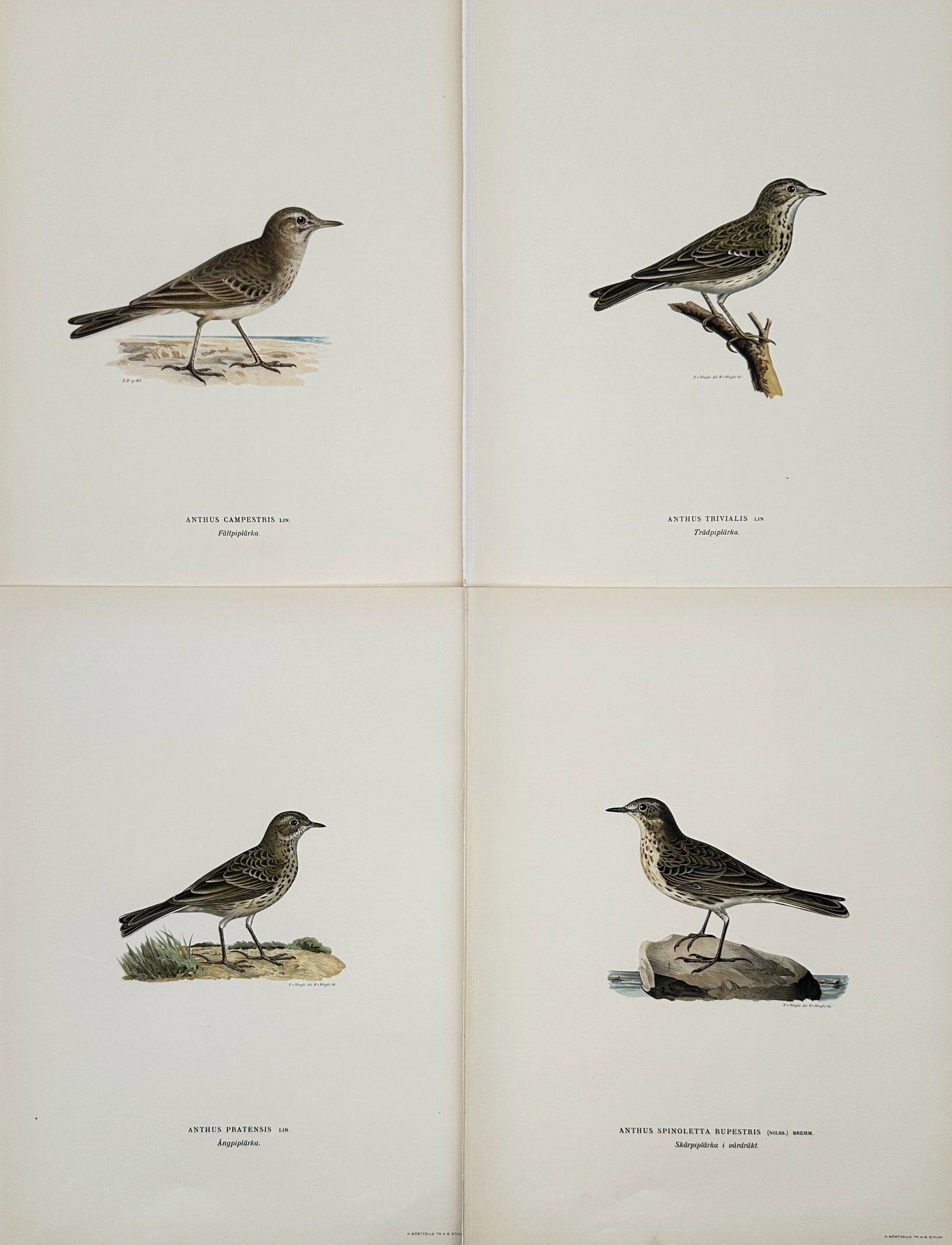 Wilhelm von Wright (1810–1887) – Set of 4: Ornithological Studies of Nordic Pipits –: This set of four ornithological illustrations focuses on various species of pipits native to the Nordic region, including the tawny pipit, tree pipit, meadow pipit, and water pipit. Each bird is metic
