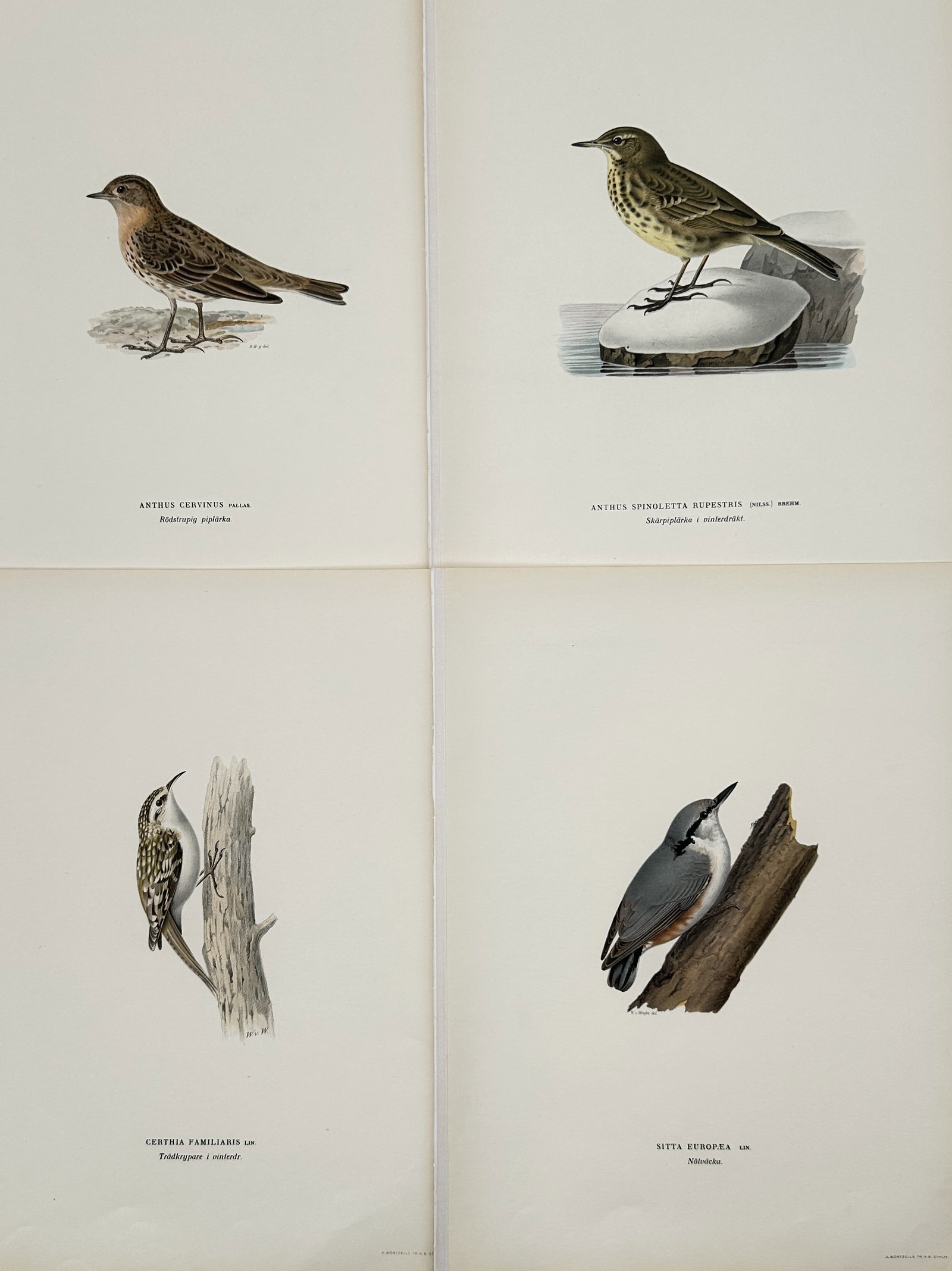 Wilhelm von Wright (1810–1887) – Set of 4: Ornithological Studies of Nordic Pipits, Creepers,: This set of four ornithological illustrations depicts several small bird species native to the Nordic region, including two studies of pipits in rocky and snowy environments, a common treecreeper clin
