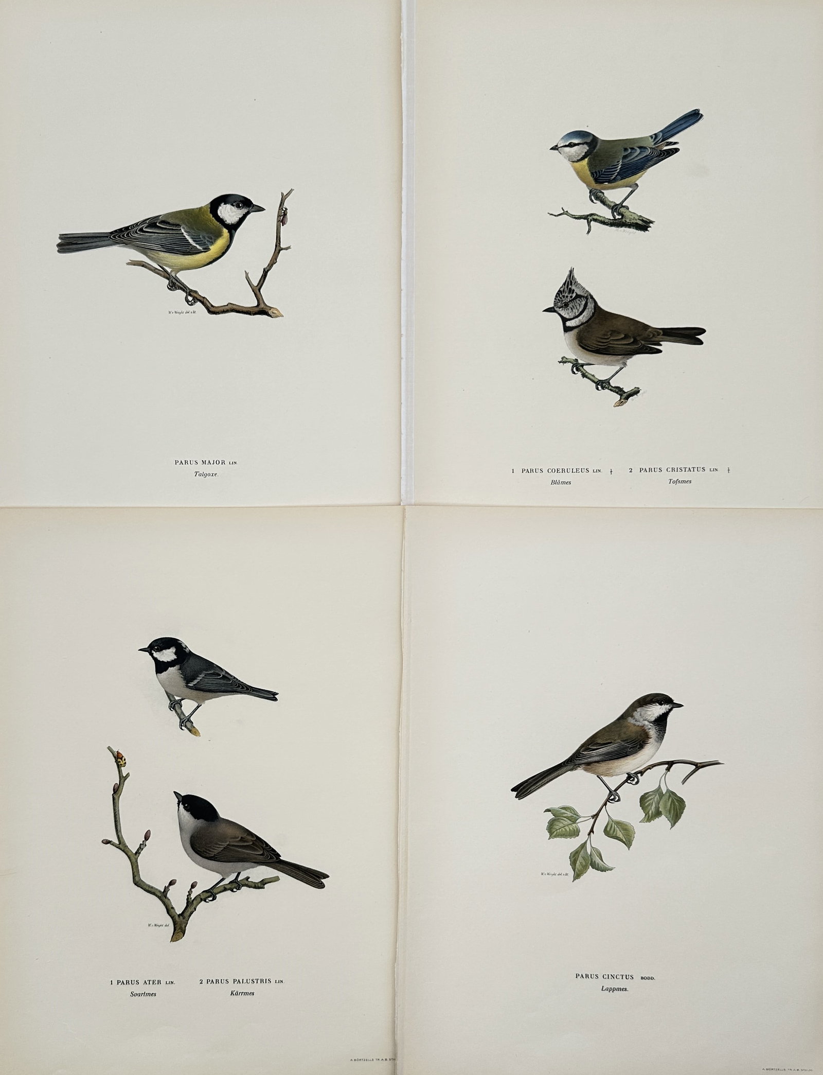 Wilhelm von Wright (1810–1887) – Set of 4: Ornithological Studies of Nordic Tits –: This set of four ornithological illustrations depicts various members of the tit family (Paridae) native to the Nordic region, including the Great Tit, Blue Tit, Crested Tit, Coal Tit, Marsh Tit, and 