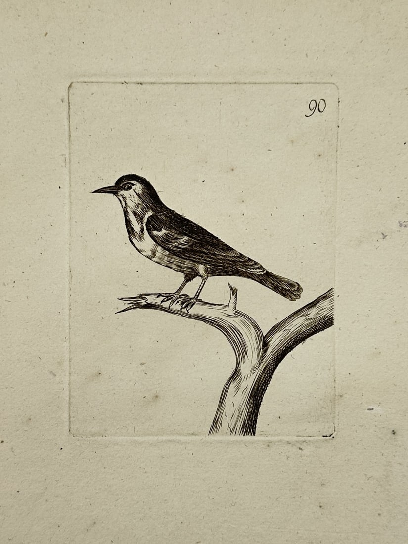 Unknown Artist – Songbird on a Forked Branch – engraving (1800): This engraving depicts a small songbird perched in profile on a forked wooden branch. The work features fine hatching and cross-hatching to define the bird's dark cap and plumage, serving as a formal 
