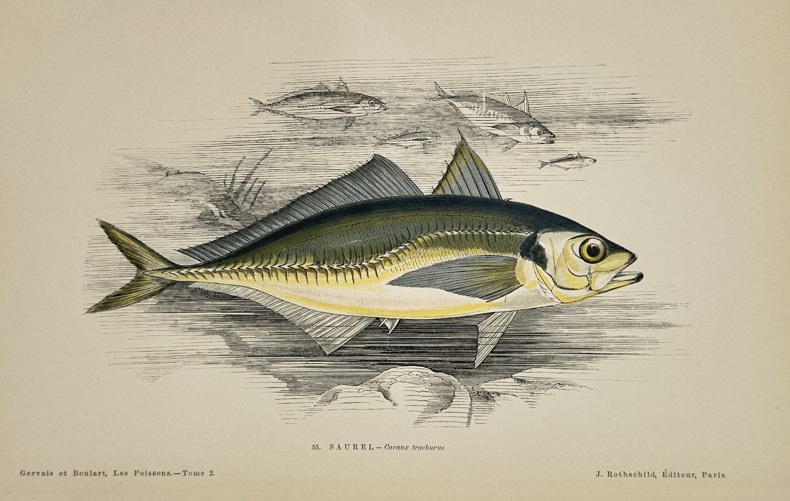 Jules Rothschild (1838–1900) – Scad Fish Study – chromolithograph (1877) (1 of 1)