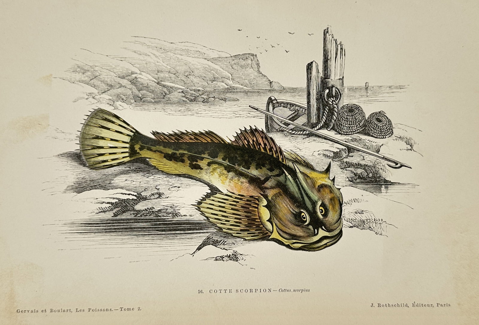 Jules Rothschild (1838–1900) – Scorpion Fish Study – chromolithograph (1877) (1 of 2)