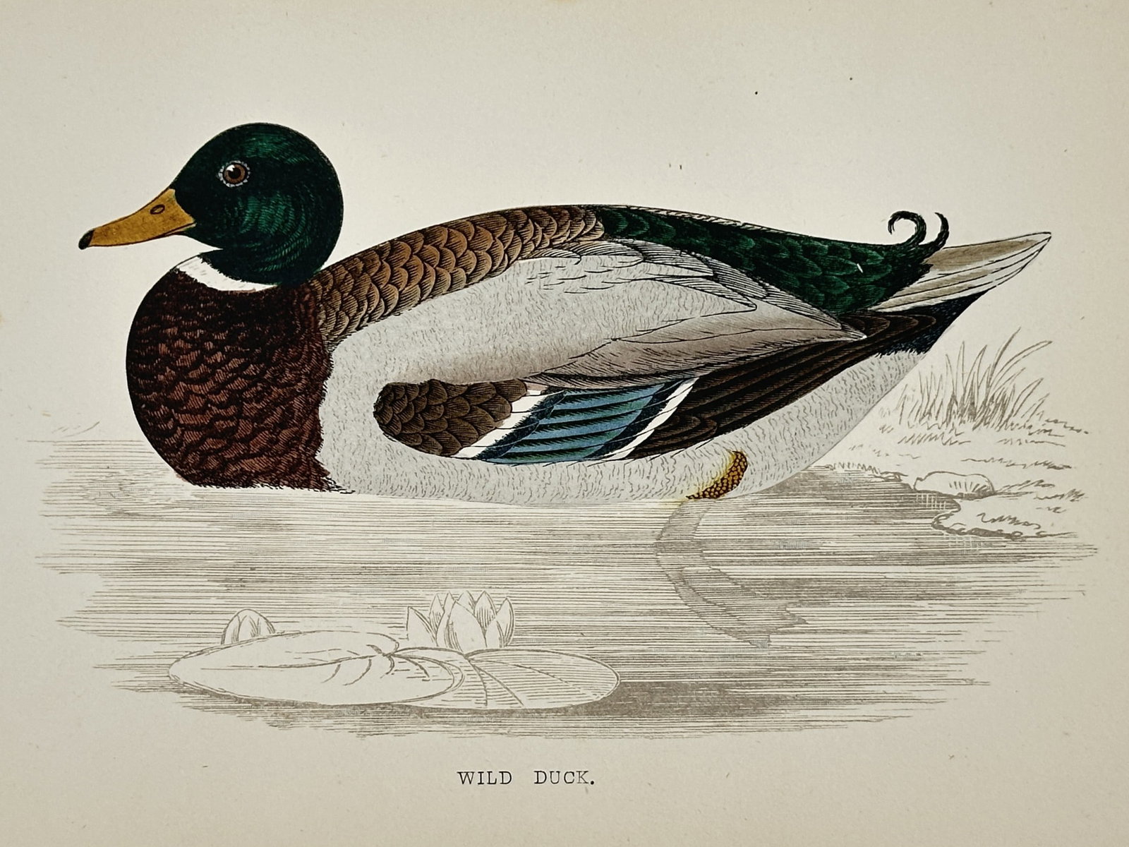 Francis Orpen Morris (1810–1893) – Wild Duck – hand colored engraving (1851) (1 of 2)