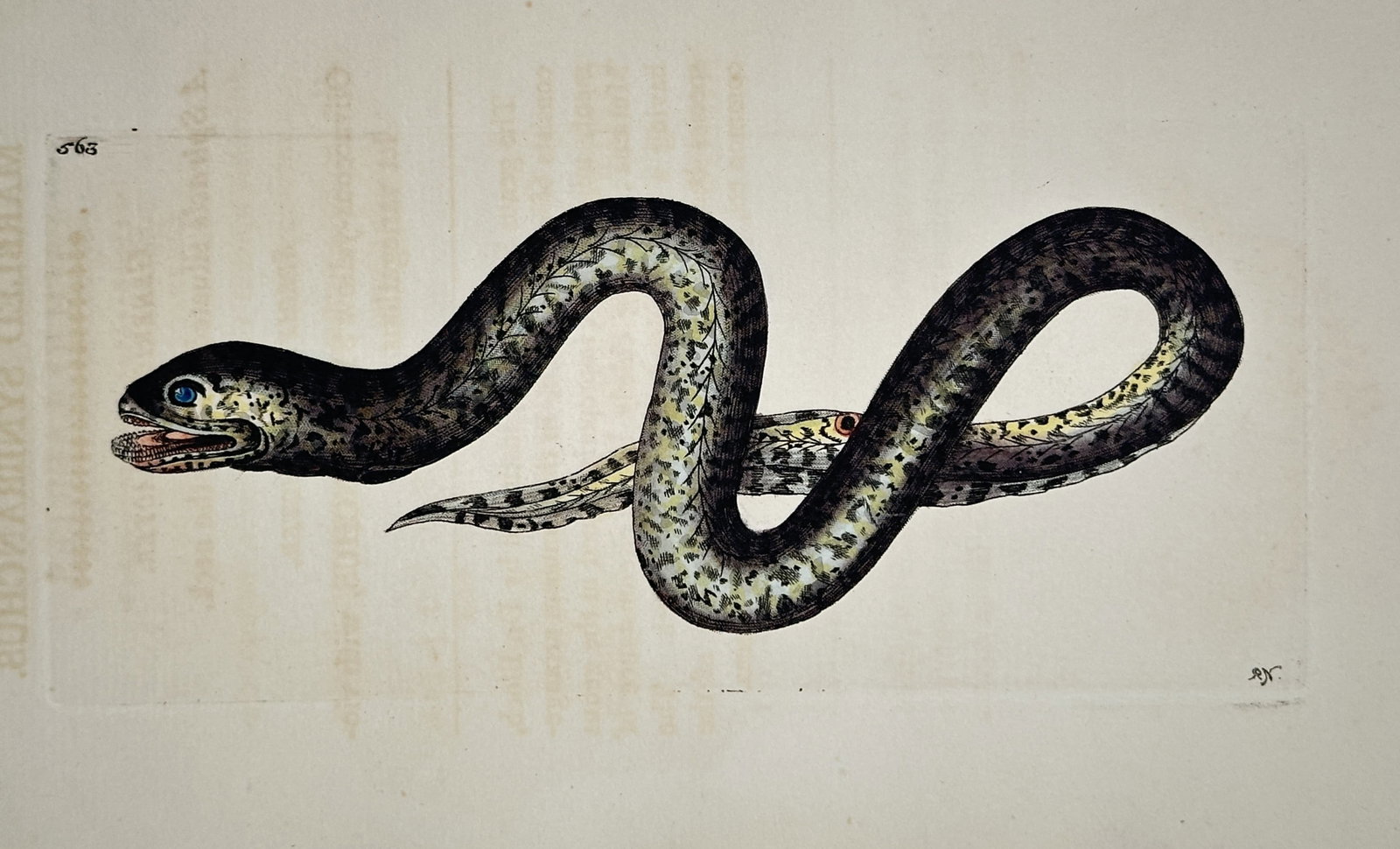 Frederick Polydore Nodder (1751–1801) – Marbled Synbranchus Study – hand colored engraving (1 of 2)
