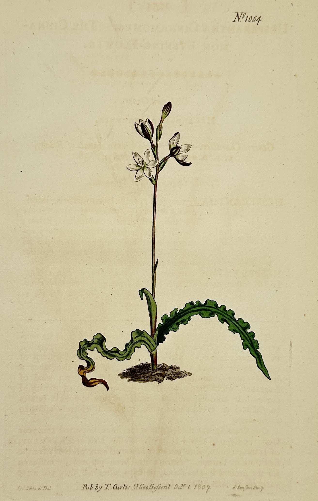 William Curtis (1746–1799) – Cimicifuga botanical study – hand colored engraving (1807) (1 of 2)