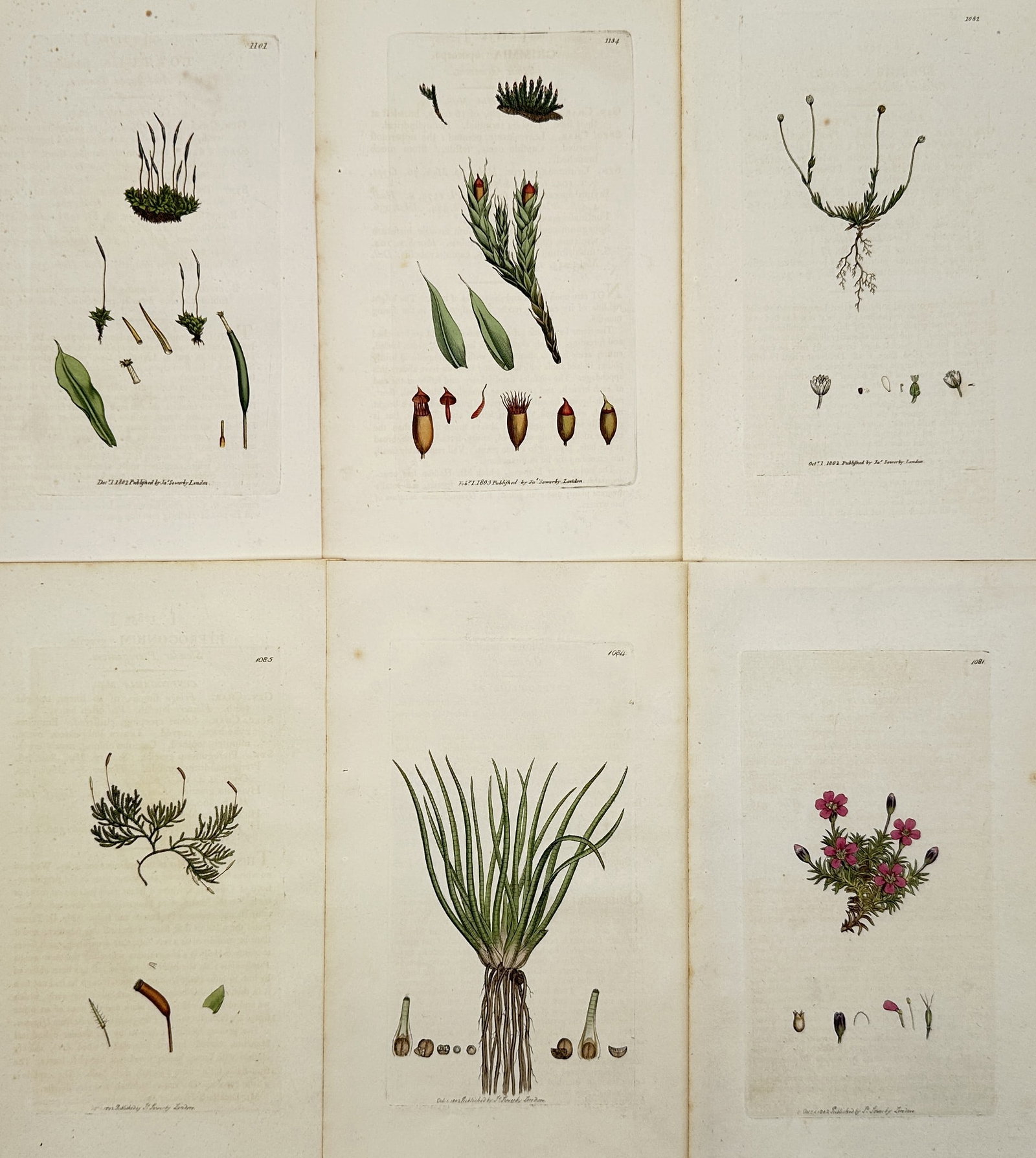 James Sowerby – Set of 6: Botanical Illustrations of English Cryptogams and Flowering Plants (1 of 2)