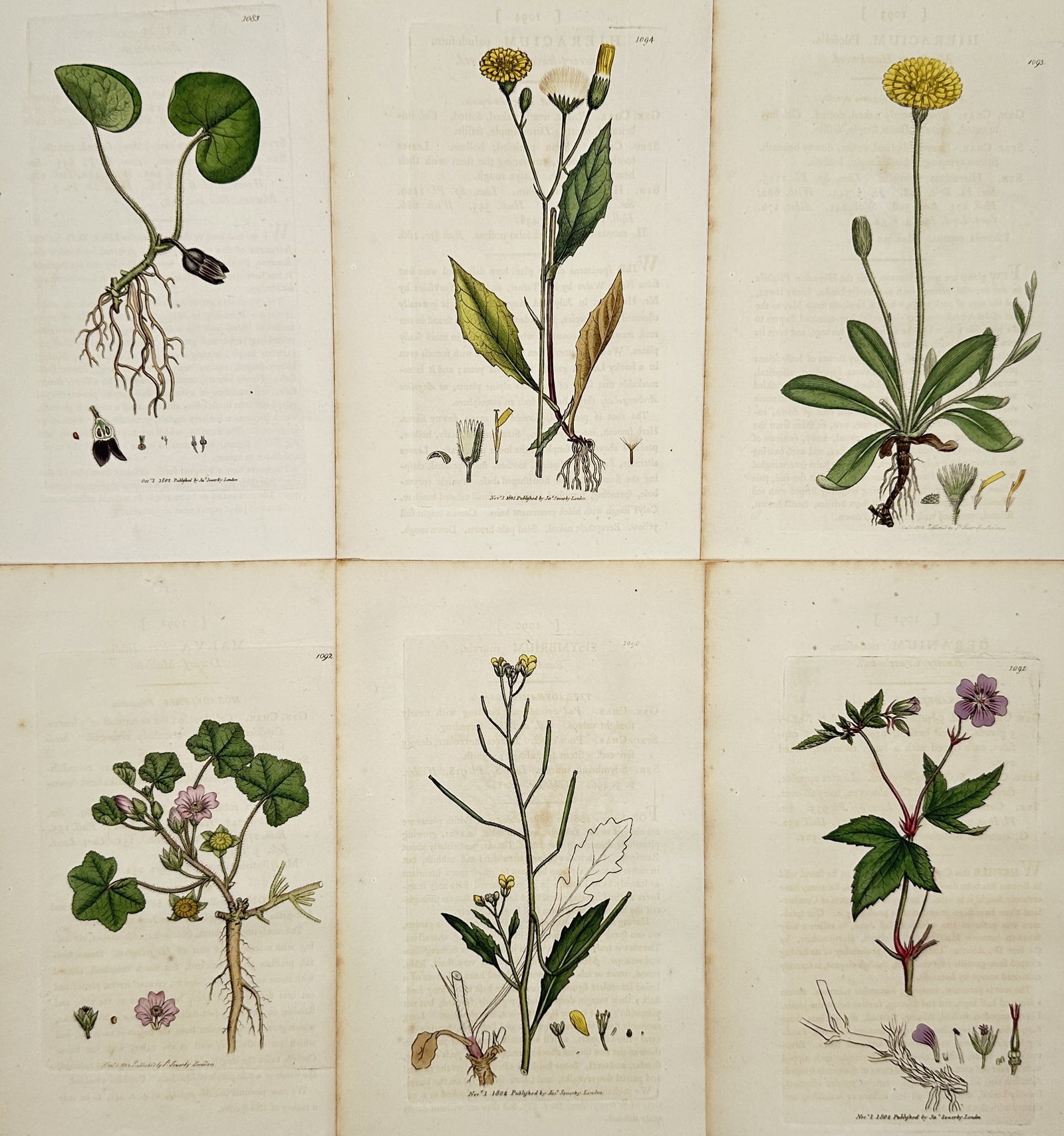 James Sowerby – Set of 6: Botanical Illustrations of English Wildflowers and Herbs –: This set of six botanical illustrations presents various native British plant species, including a detailed study of wild ginger with its distinctive heart-shaped leaves and root system, several yello