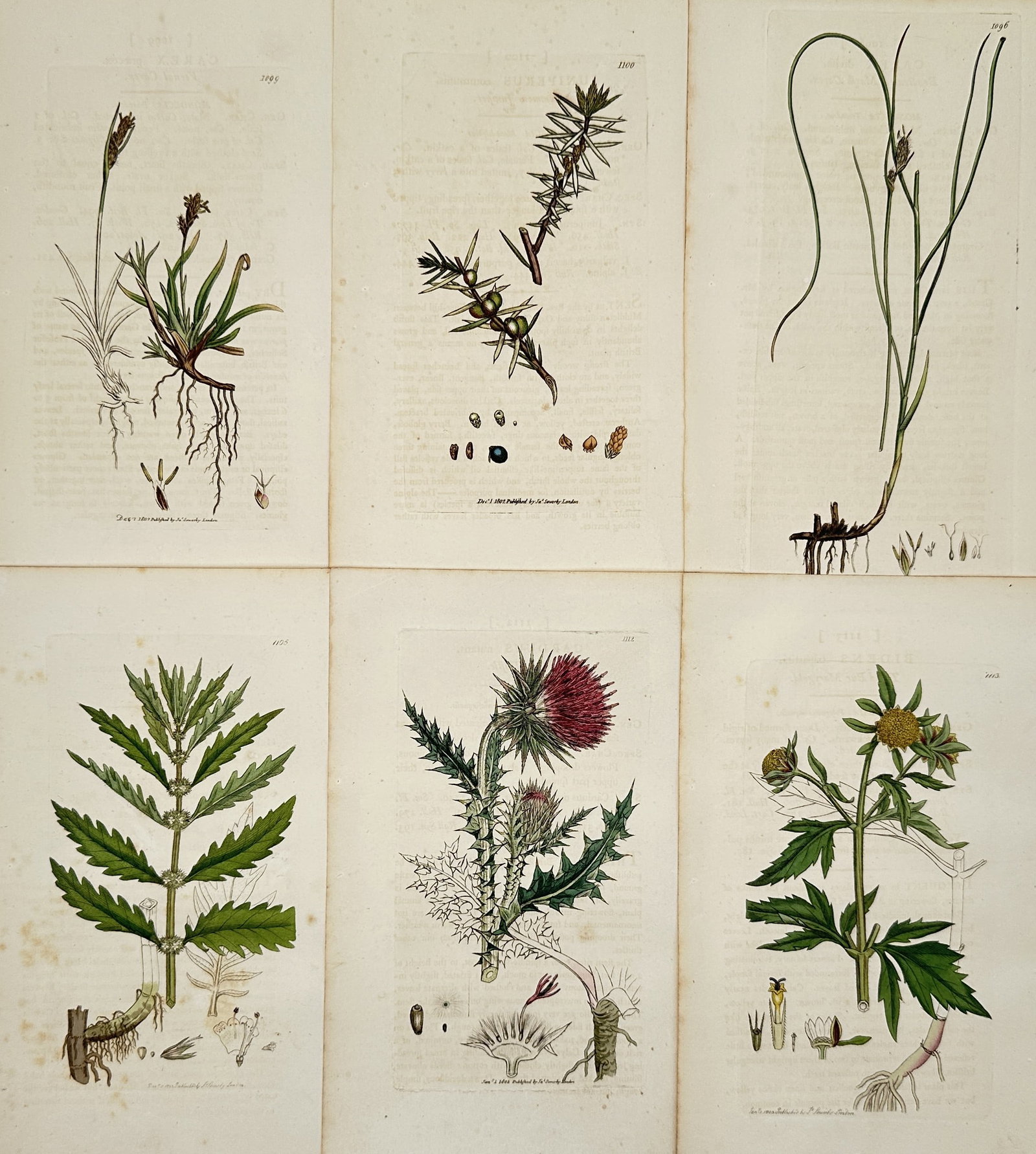 James Sowerby – Set of 6: Botanical Illustrations of English Sedge and Thistle – Illustration: This set of six botanical illustrations documents a range of native British flora, including slender sedges and rushes with detailed root structures, a branch of juniper with its distinctive berries, 