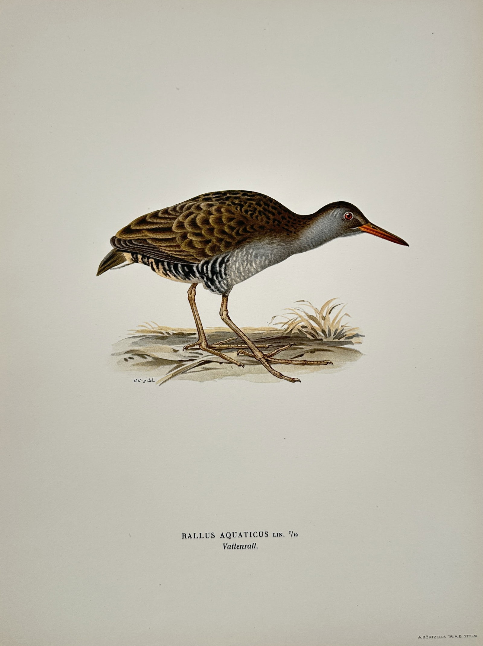 Magnus von Wright – Set of 2: Ornithological Studies of Rails – Illustration (1920s) (1 of 1)