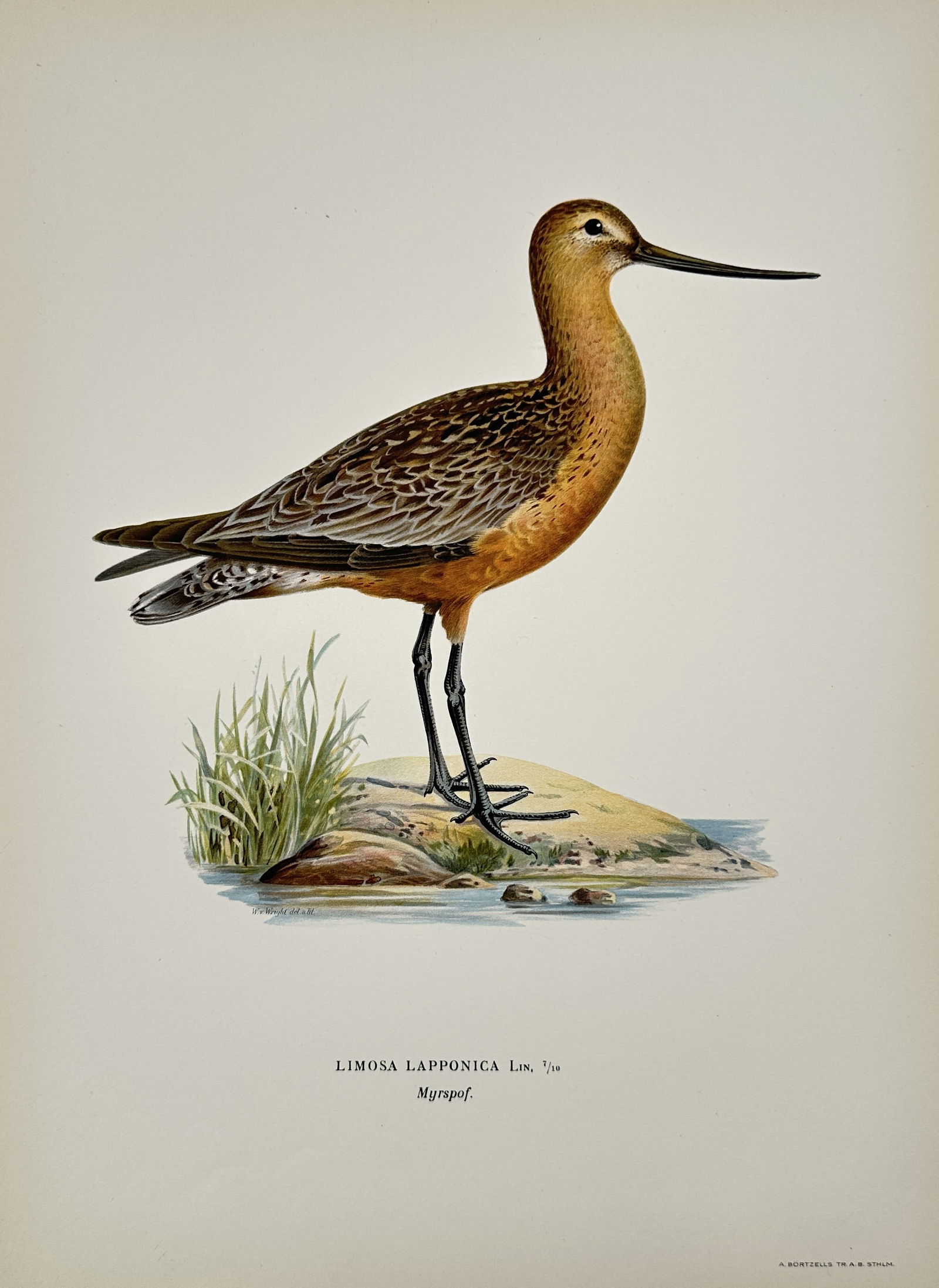 Magnus von Wright – Bar-tailed Godwit – Illustration (1920s): This ornithological illustration depicts a bar-tailed godwit, identified by the Latin name Limosa lapponica, standing on a small rocky islet at the water's edge. The bird is shown in profile, showcasi