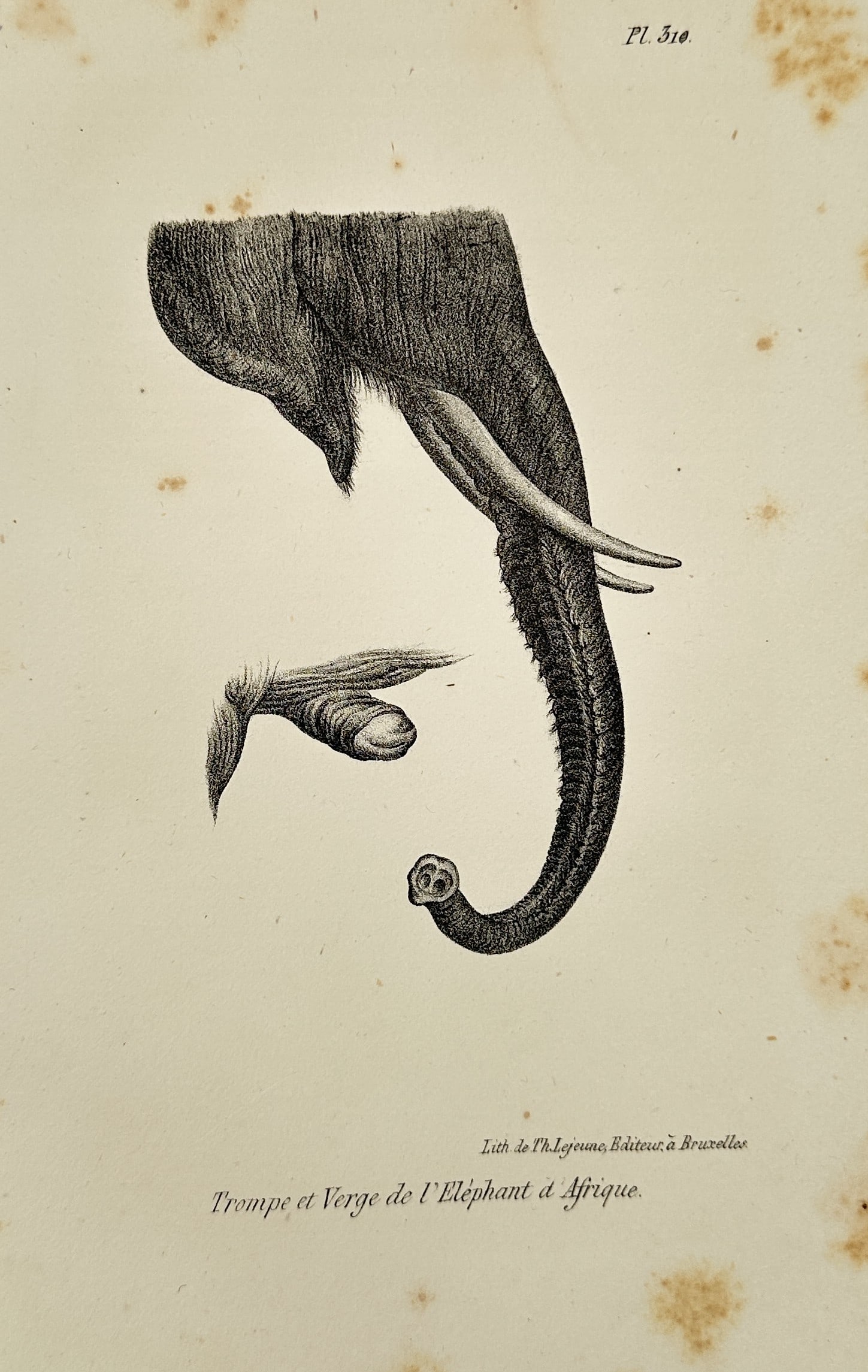 Georges-Louis Leclerc, Comte de Buffon – African Elephant – Engraving (1830): This illustration depicts a detailed anatomical study of the trunk and reproductive organs of an African elephant, intended as a scientific record for the monumental encyclopedic project Histoire Natu