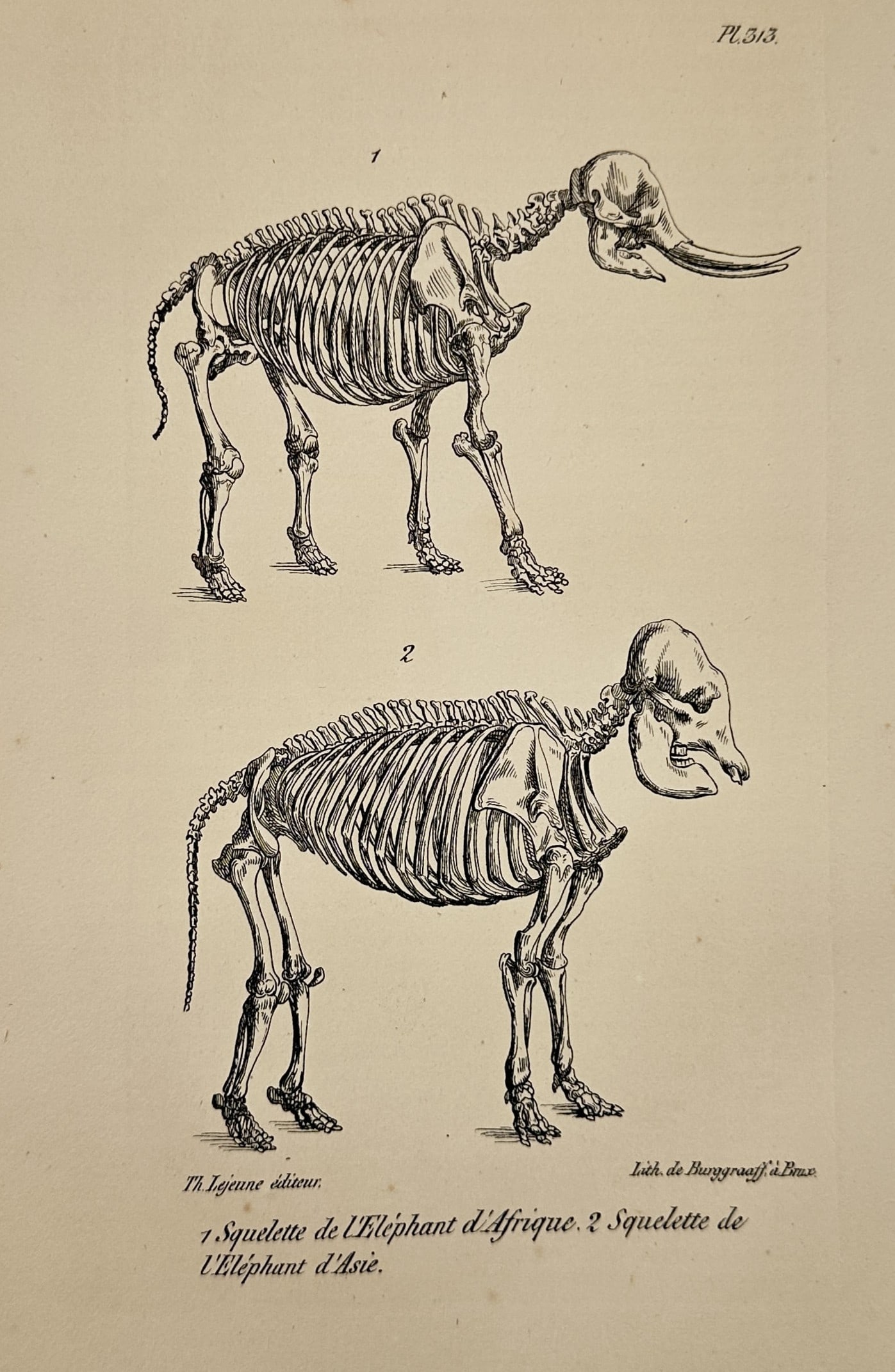 Georges-Louis Leclerc, Comte de Buffon – Set of 2: Skeletons of African and Asian Elephants: This illustration presents a comparative anatomical study showing the skeletal structures of both an African elephant and an Asian elephant. Created for the expansive natural history project Histoire
