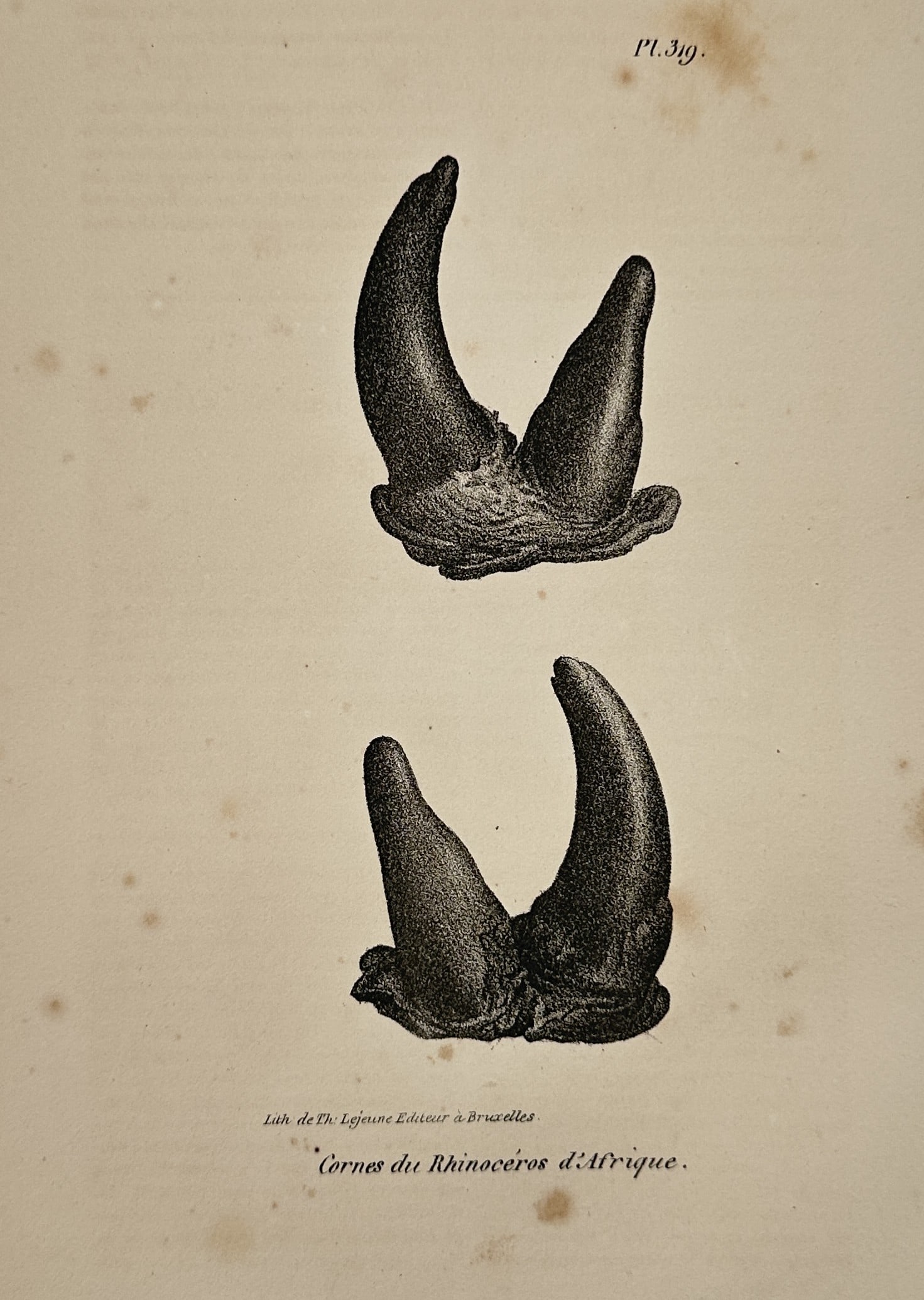 Georges-Louis Leclerc, Comte de Buffon – Horns of an African Rhinoceros – Engraving (1830): This illustration presents a detailed scientific study of the dual horns of an African rhinoceros, shown from two different perspectives to document their specific curvature and base structure. The wo