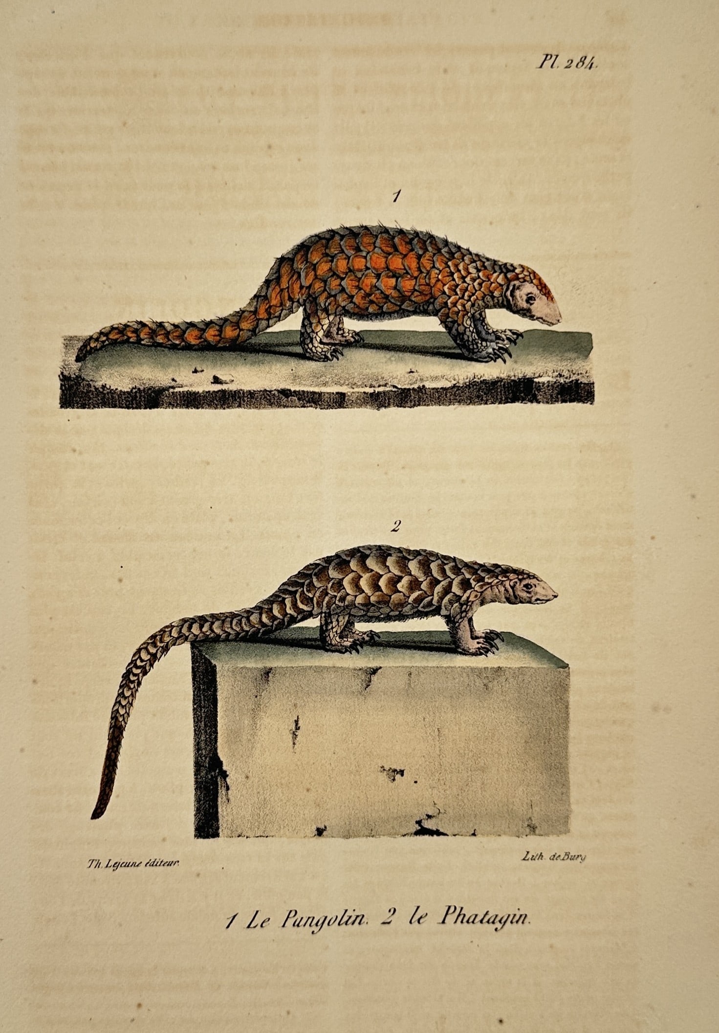 Georges-Louis Leclerc, Comte de Buffon – The Pangolin and The Phatagin – Hand-colored engraving: This illustration features a comparative study of two scaly anteaters, depicting the ground pangolin and the long-tailed pangolin, also known as the phatagin. The work serves as a scientific record fo