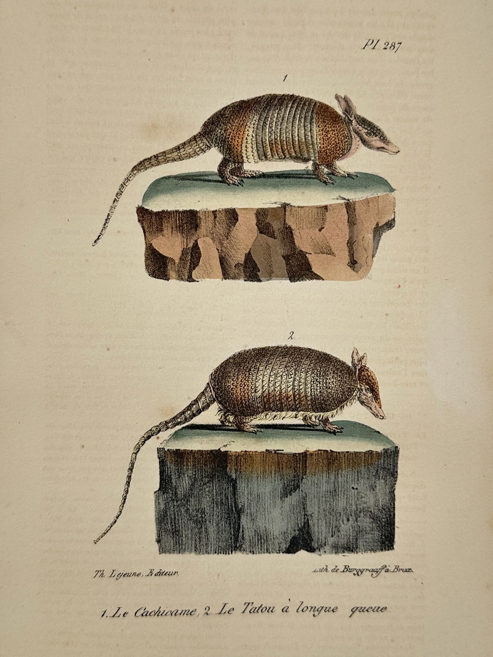 Georges-Louis Leclerc, Comte de Buffon – The Nine-banded Armadillo and the Seven-banded Armadillo (1 of 1)