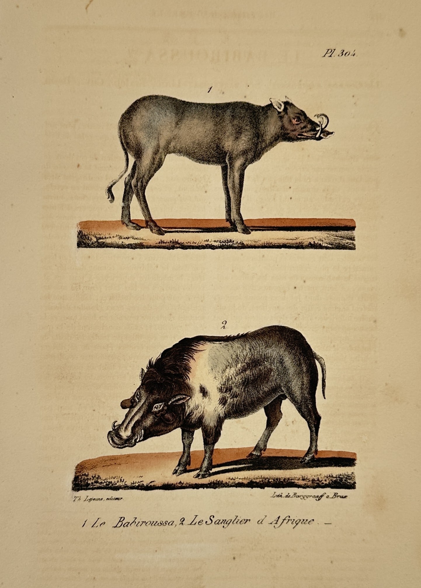 Georges-Louis Leclerc, Comte de Buffon – The Babiroussa and The African Wild Boar (1 of 2)