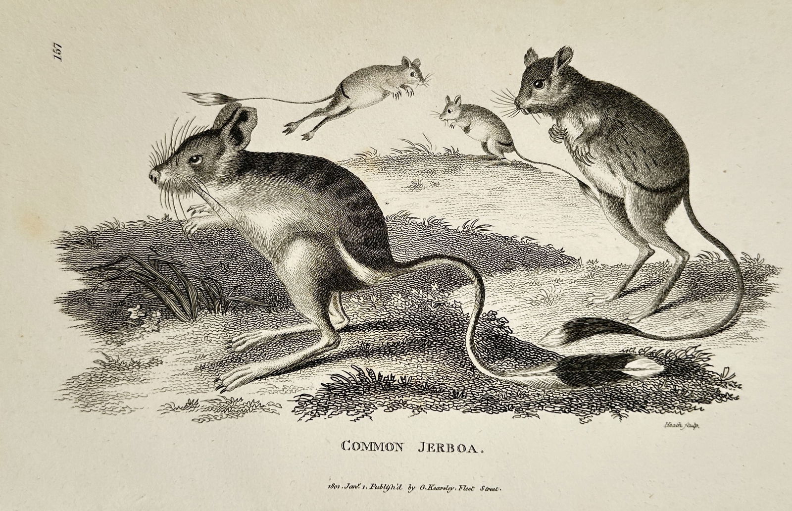 George Shaw (1751–1813) – Common Jerboa – Engraving (1800): This illustration depicts several common jerboas in various active poses, showcasing their characteristic long hind legs and tufted tails in a naturalistic grassy setting. The print was created for Ge