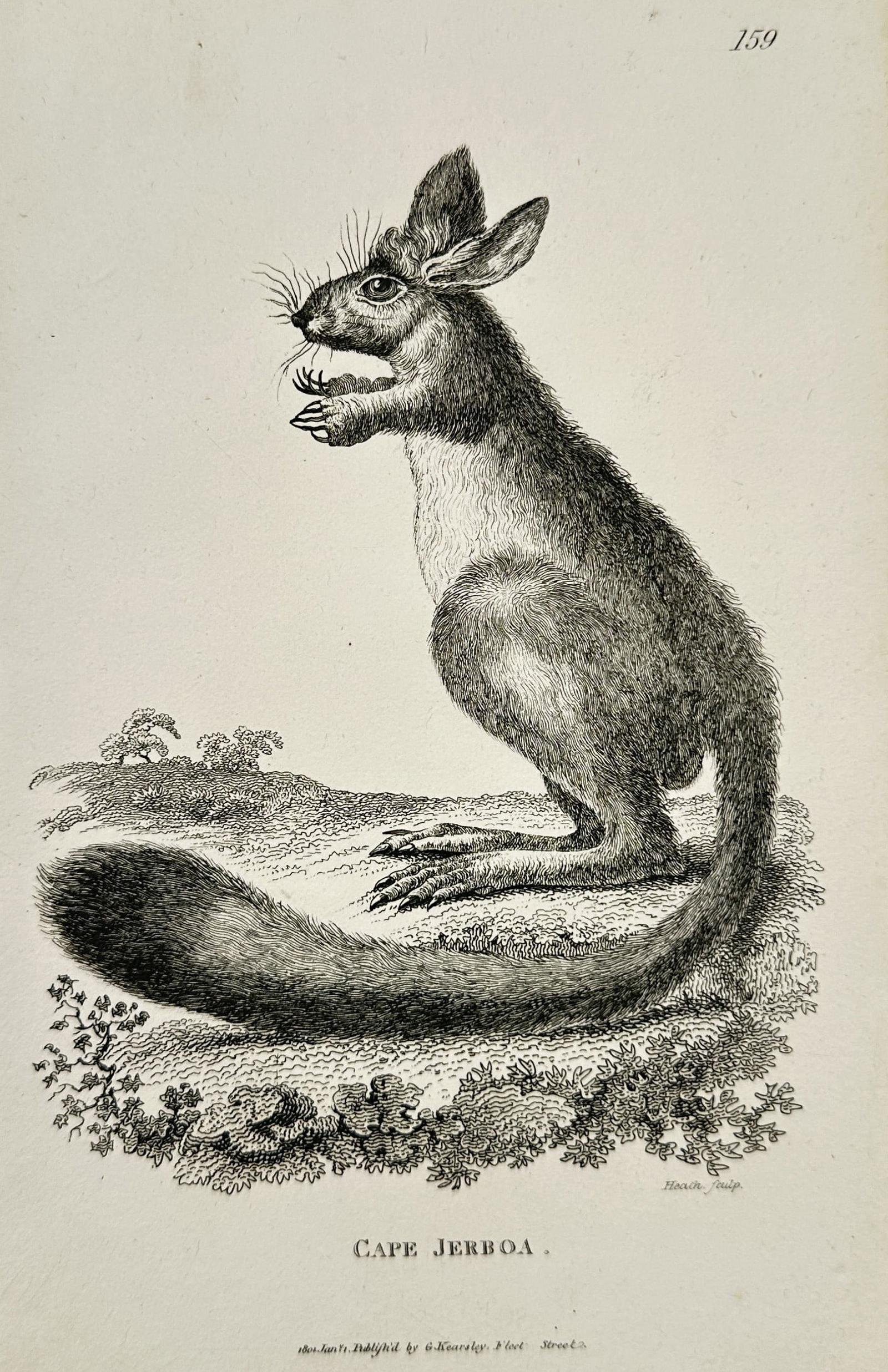 George Shaw (1751–1813) – Cape Jerboa – Engraving (1800): This illustration depicts a cape jerboa standing on its hind legs in a profile view, showcasing its elongated feet and bushy tail. The work was produced for General Zoology, or Systematic Natural Hist