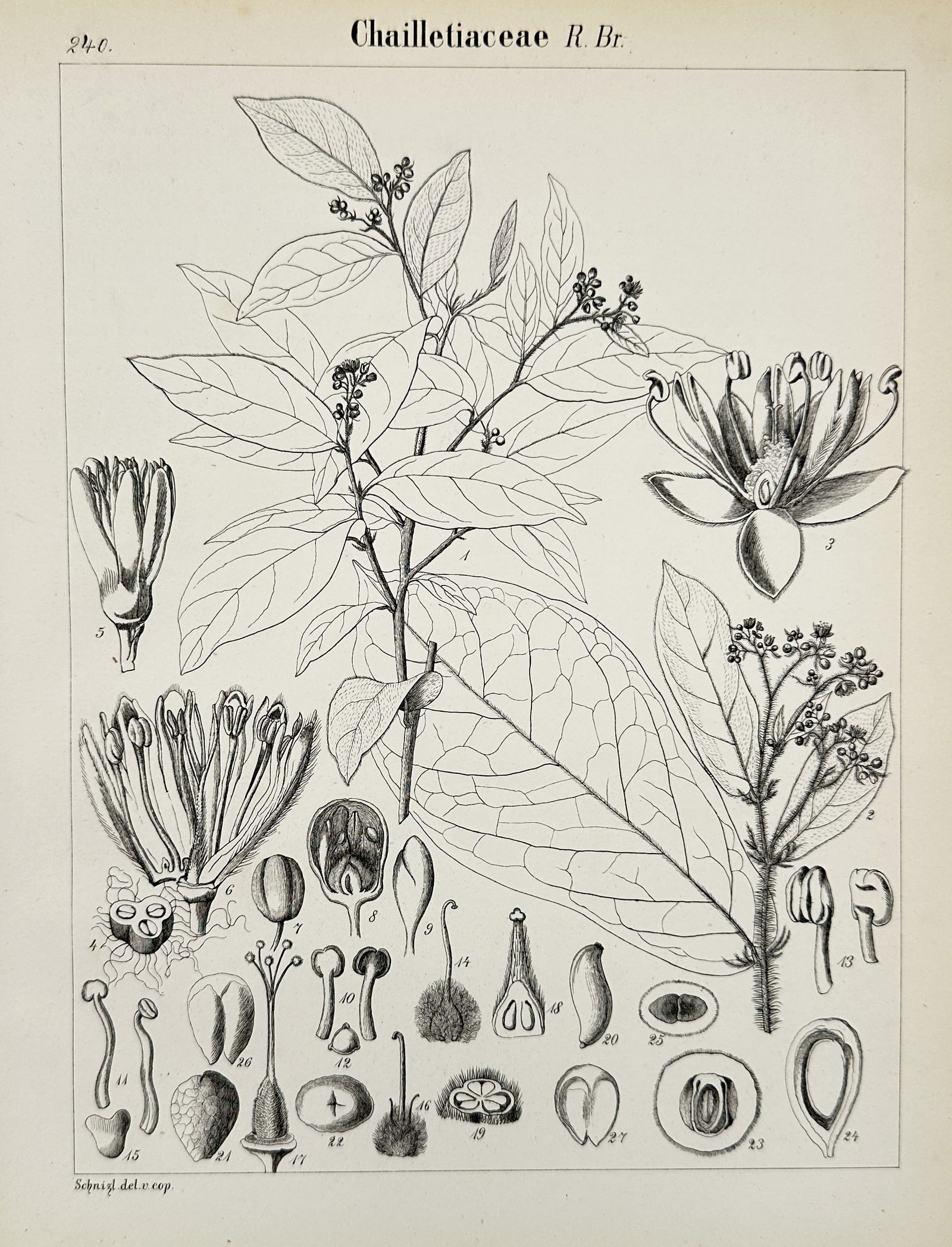 John Stephenson – Chailletiaceae – Engraving (1846) (1 of 2)
