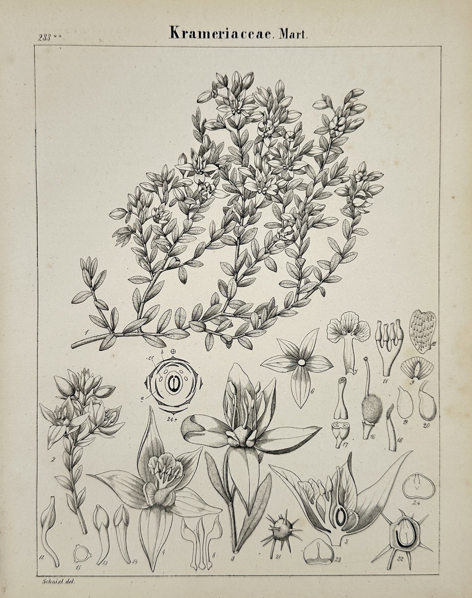 John Stephenson – Krameriaceae – Engraving (1846) (1 of 2)