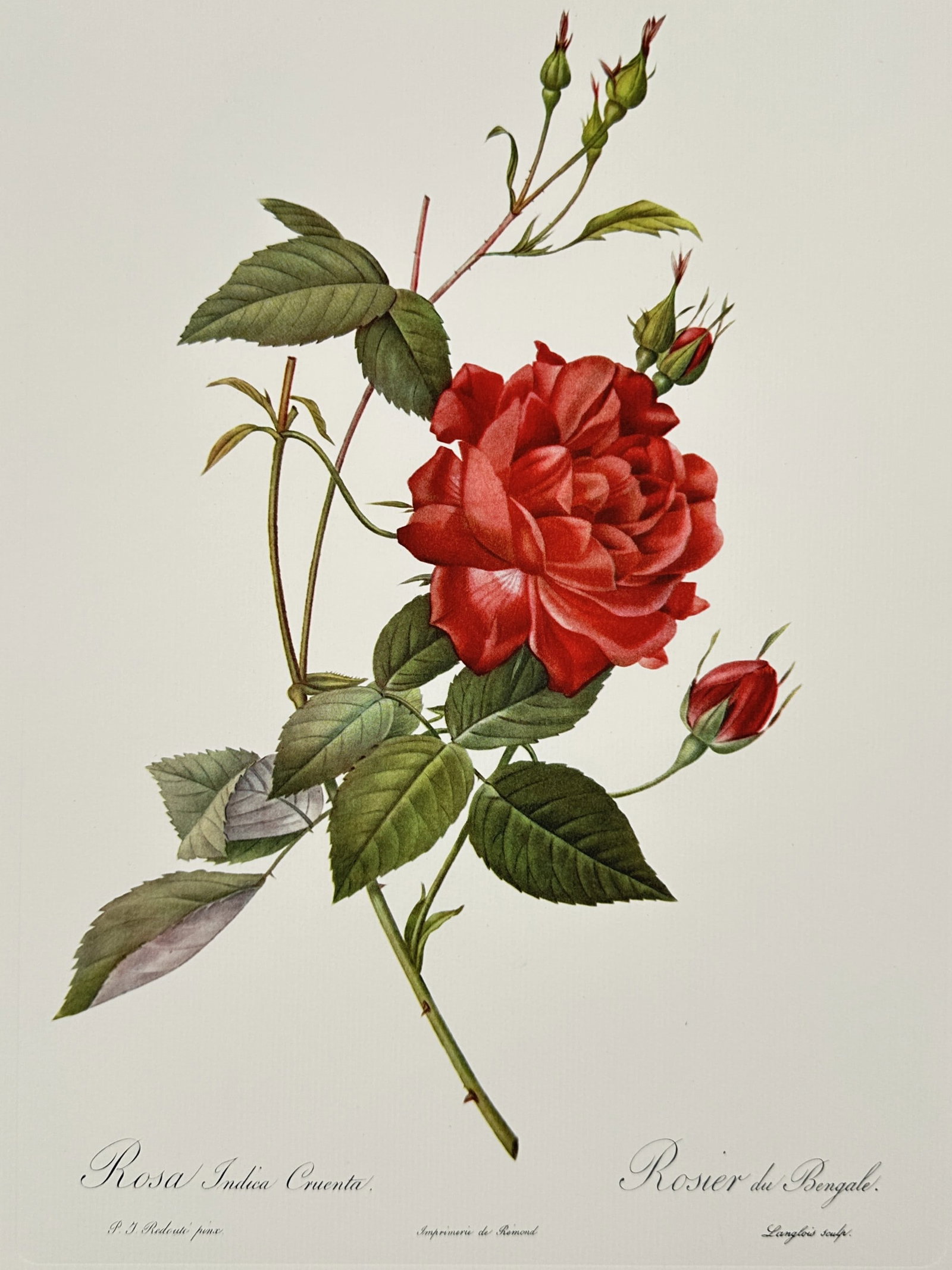 Pierre-Joseph Redouté, after – Rosa Indica Cruenta – Offset print (20th Century) (1 of 2)