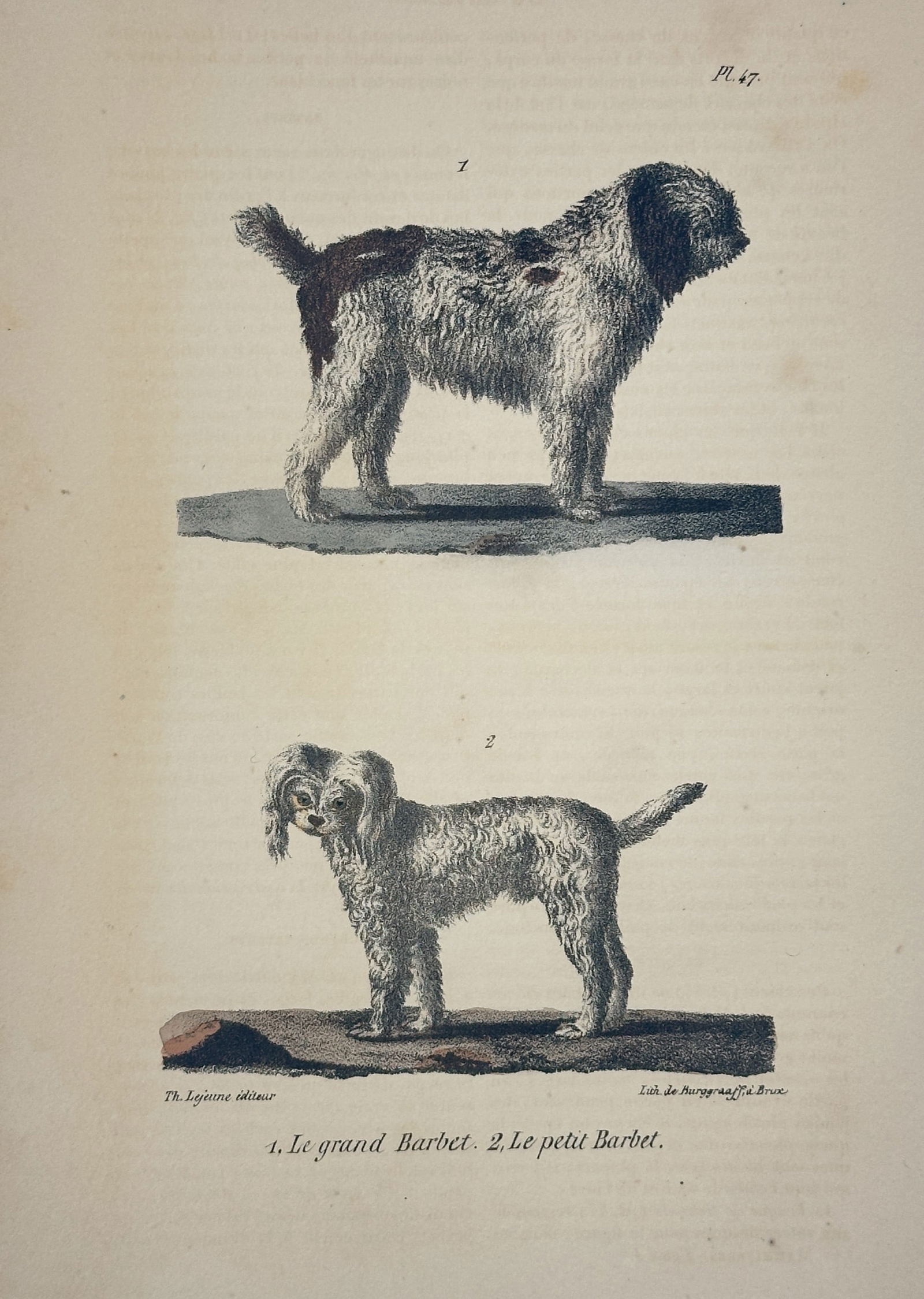 Georges-Louis Leclerc, Comte de Buffon – The Large Barbet and the Small Barbet – Lithograph: This illustration depicts two varieties of the barbet, a classic French water dog, presented in profile to show their distinctive thick and curly coats. The upper figure shows the larger breed with da