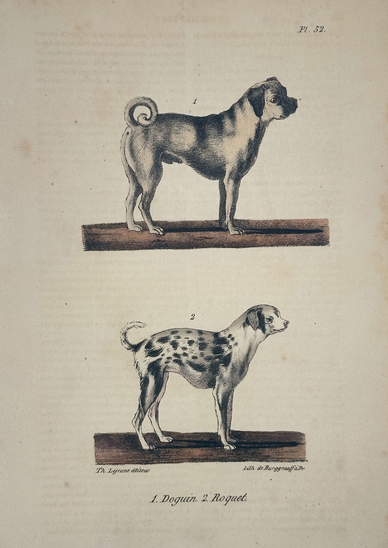 Georges-Louis Leclerc, Comte de Buffon – The Pug and the Roquet – Lithograph (1833): This illustration features two small dog breeds, the Pug and the Roquet, shown in standing profile views to compare their distinct physical builds. The upper figure represents the Pug, characterized b