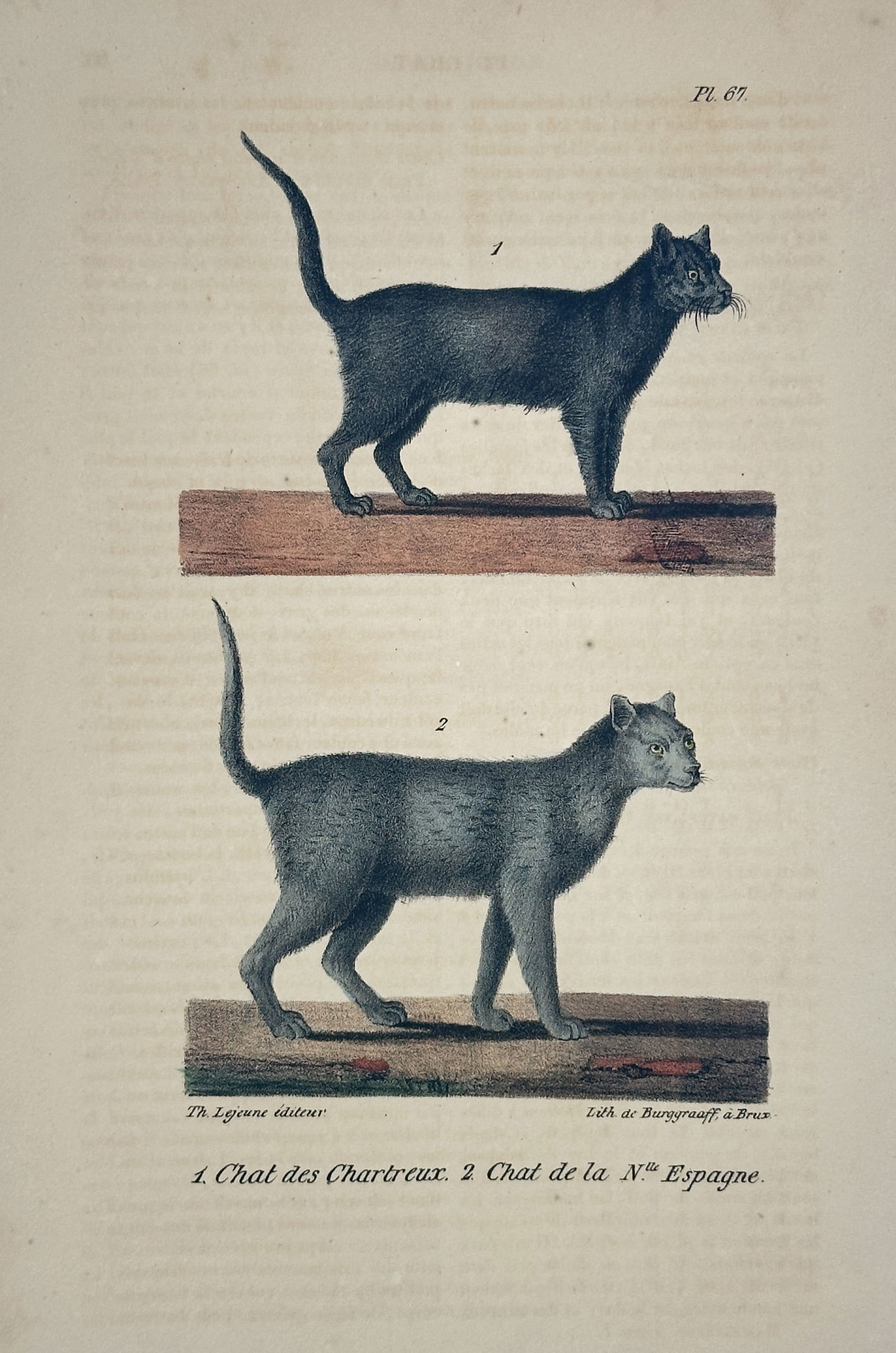 Georges-Louis Leclerc, Comte de Buffon – The Chartreux Cat and the Spanish Cat – Lithograph: This illustration features two feline breeds, the Chartreux cat and the Spanish cat, presented in standing profile views to show their distinct coat colors and textures. The upper figure represents th