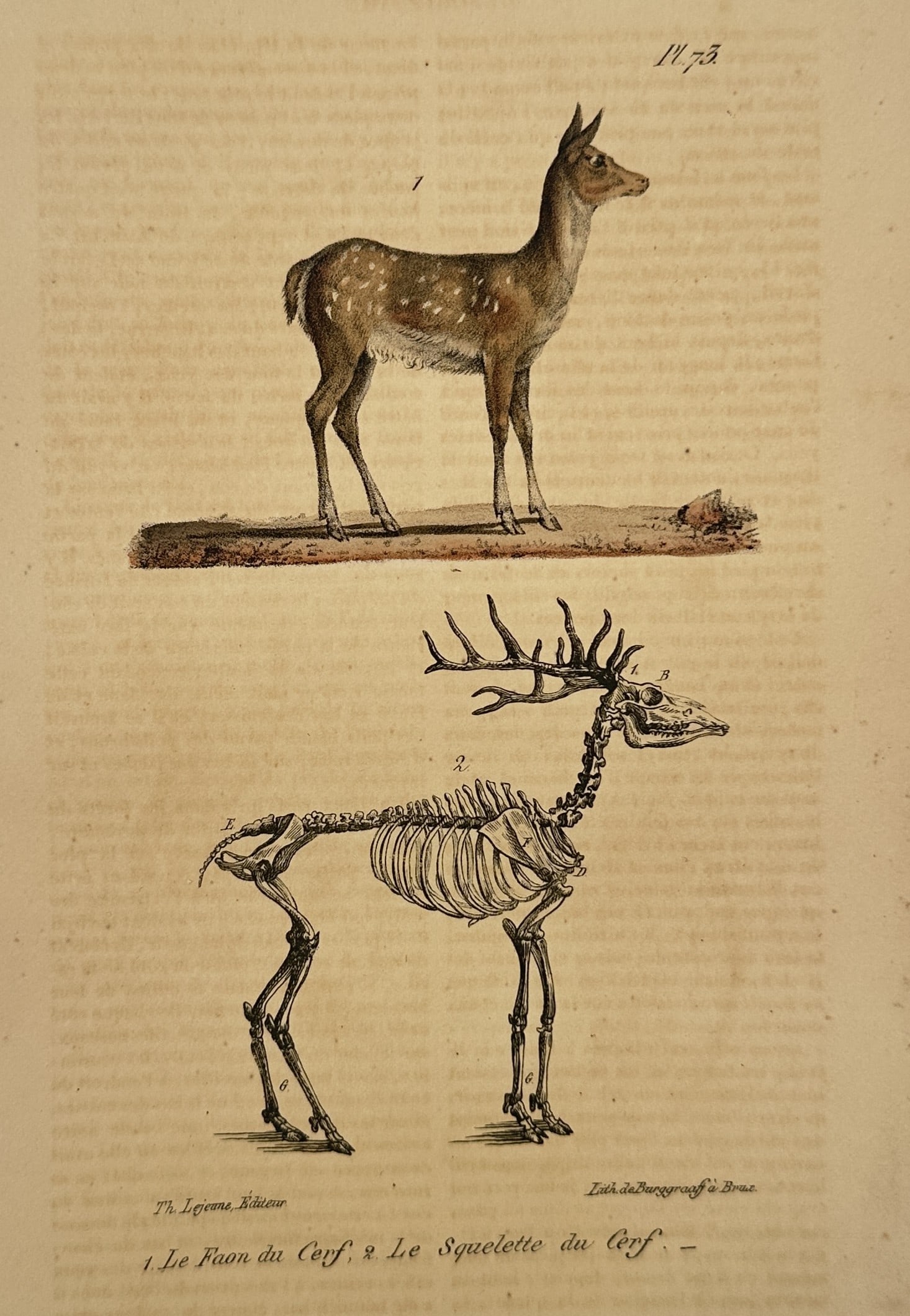 Georges-Louis Leclerc, Comte de Buffon – The Fawn and the Skeleton of the Stag – Lithograph: This illustration presents a comparative study of the deer family, featuring a young spotted fawn in the upper portion and a detailed anatomical rendering of a stag's skeleton below. The fawn is shown