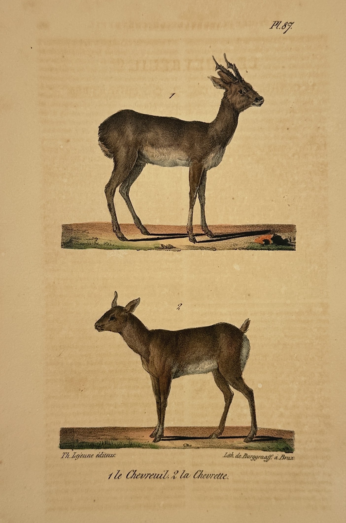 Georges-Louis Leclerc, Comte de Buffon – The Roe Deer and the Roe Doe – Lithograph (1833): This illustration features a comparative study of the "Chevreuil" (Roe Deer) and the "Chevrette" (Roe Doe), presented in standing profile views to highlight their physical differences. The upper figur