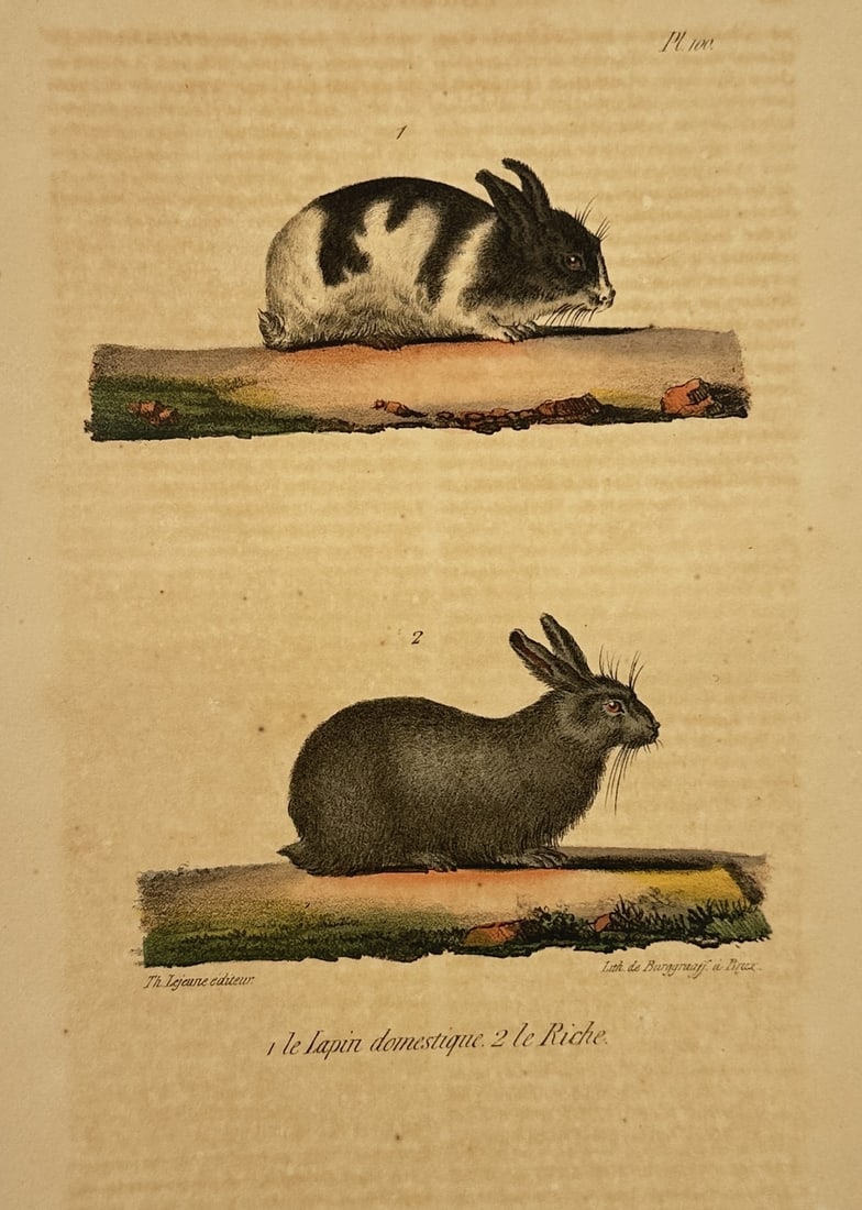 Georges-Louis Leclerc, Comte de Buffon – The Domestic Rabbit and the Riche – Lithograph (1833): This illustration depicts two varieties of rabbit, featuring the "Lapin domestique" (Domestic Rabbit) in the upper figure with its characteristic black and white patches and the "Riche" (a darker bree