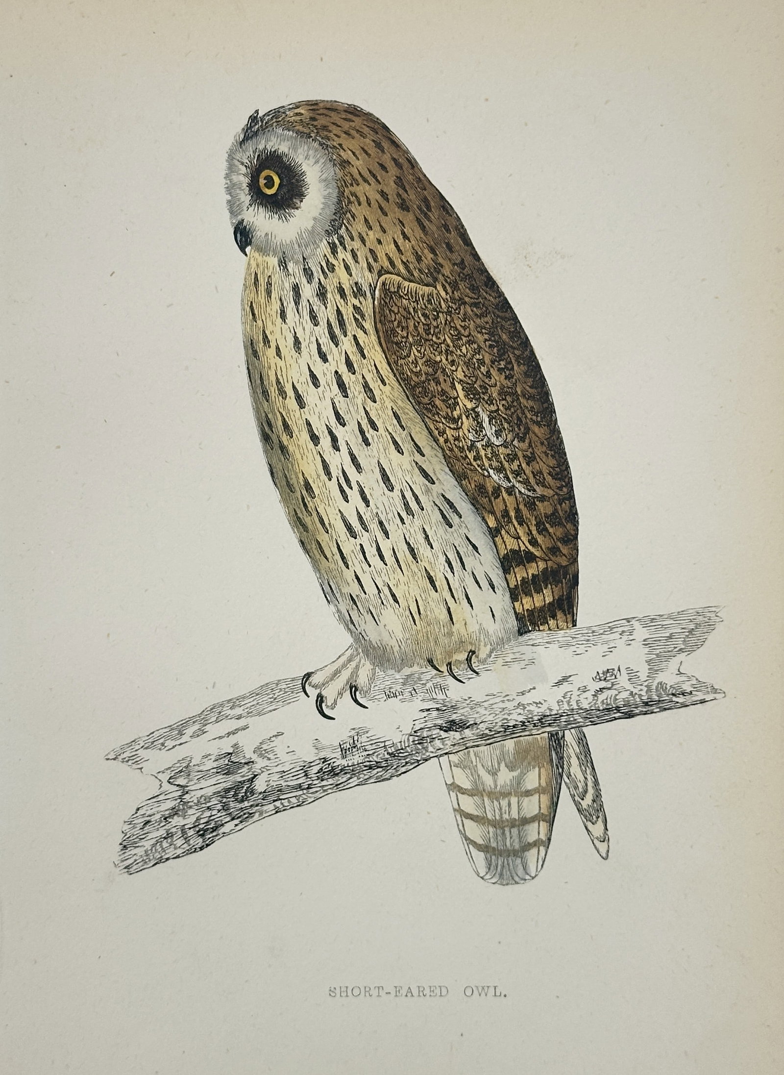 Francis Orpen Morris (1810–1893) – Short-Eared Owl – Wood Engraving (1853) (1 of 2)