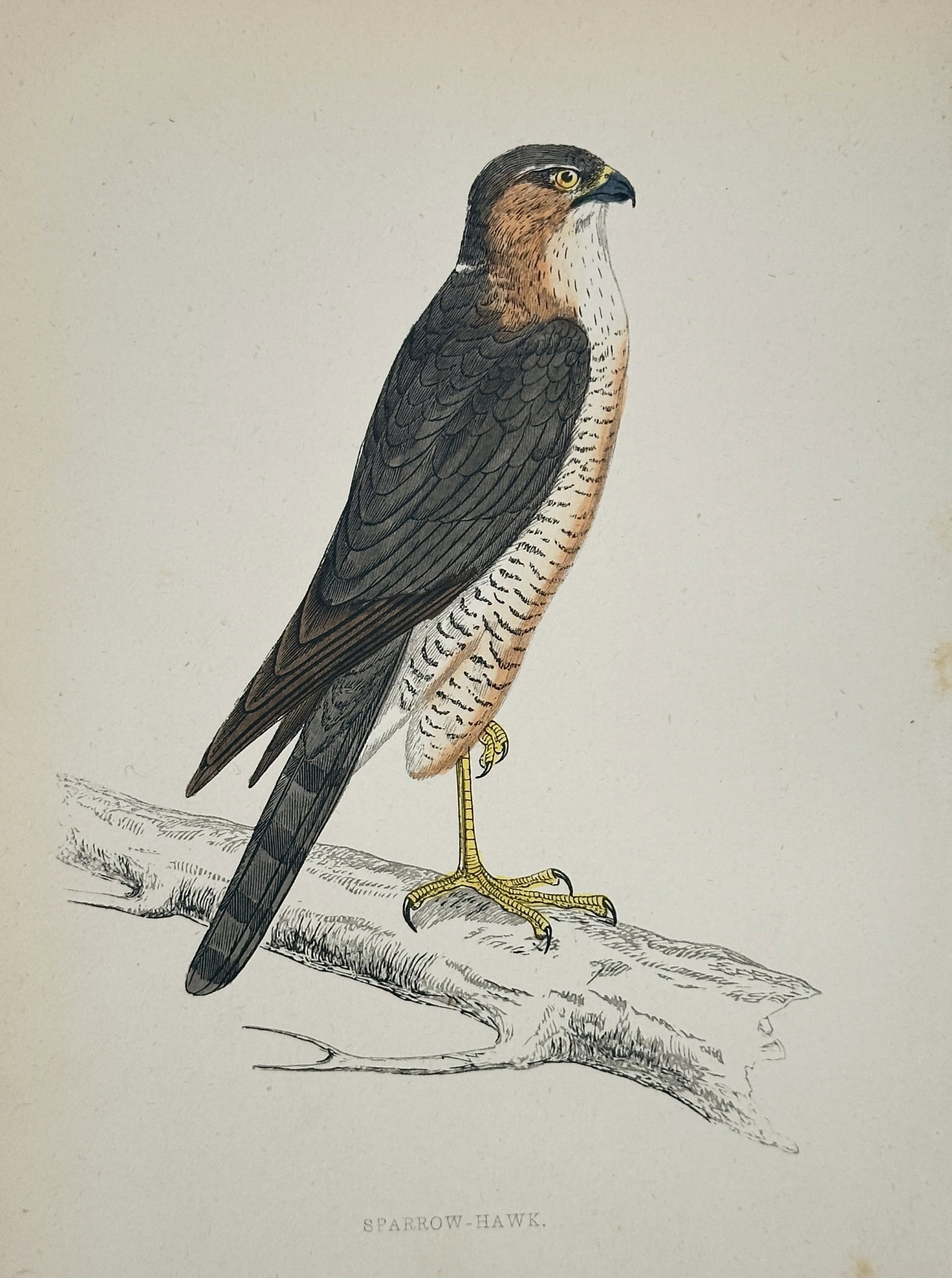 Francis Orpen Morris (1810–1893) – Sparrow-Hawk – Wood Engraving (1853): This illustration depicts a sparrow-hawk perched alertly on a textured, horizontal branch, showcasing the bird's sharp yellow eye and hooked beak characteristic of birds of prey. The subject is shown 